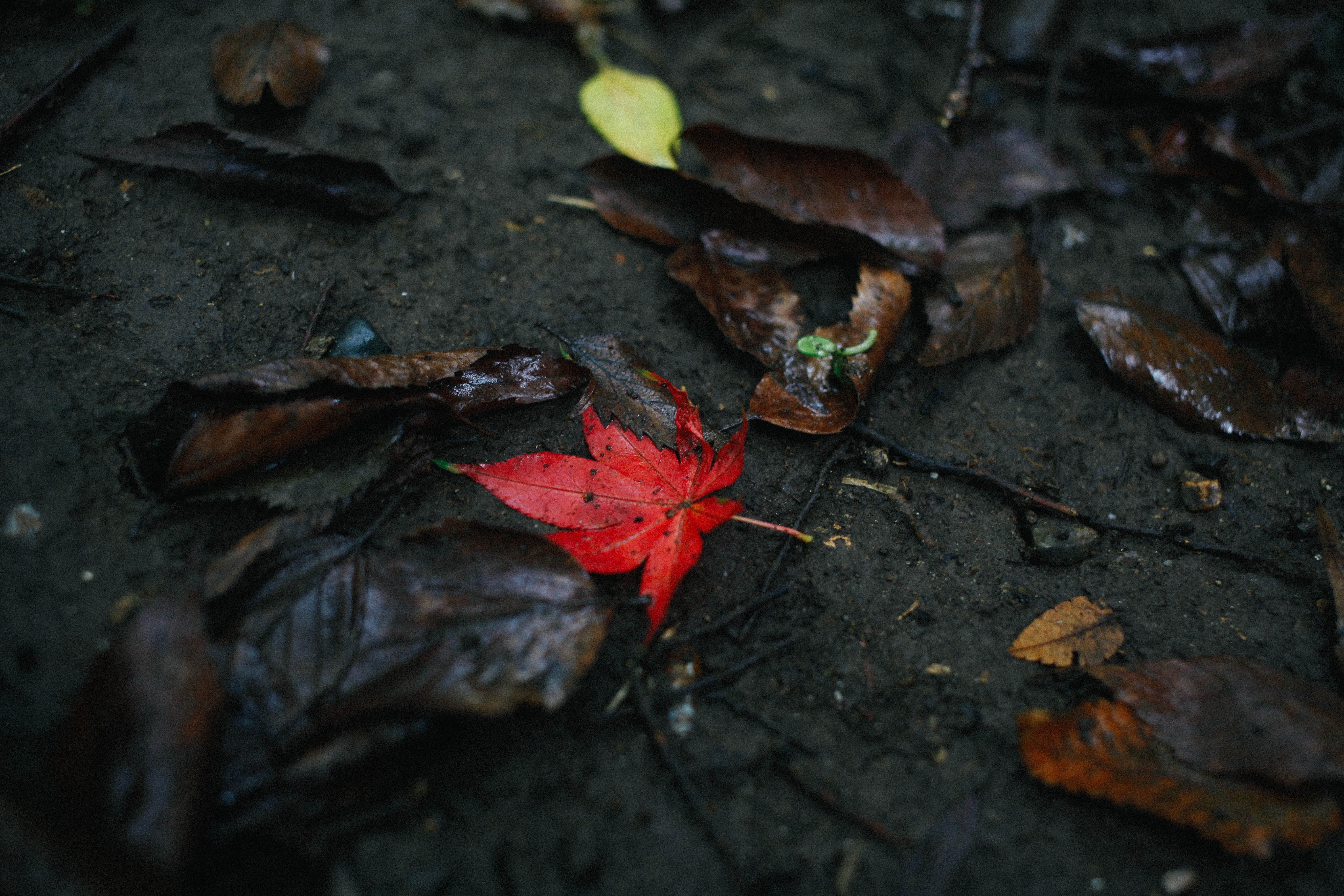 nature, red, leaf, autumn, high angle view, maple leaf, no people
