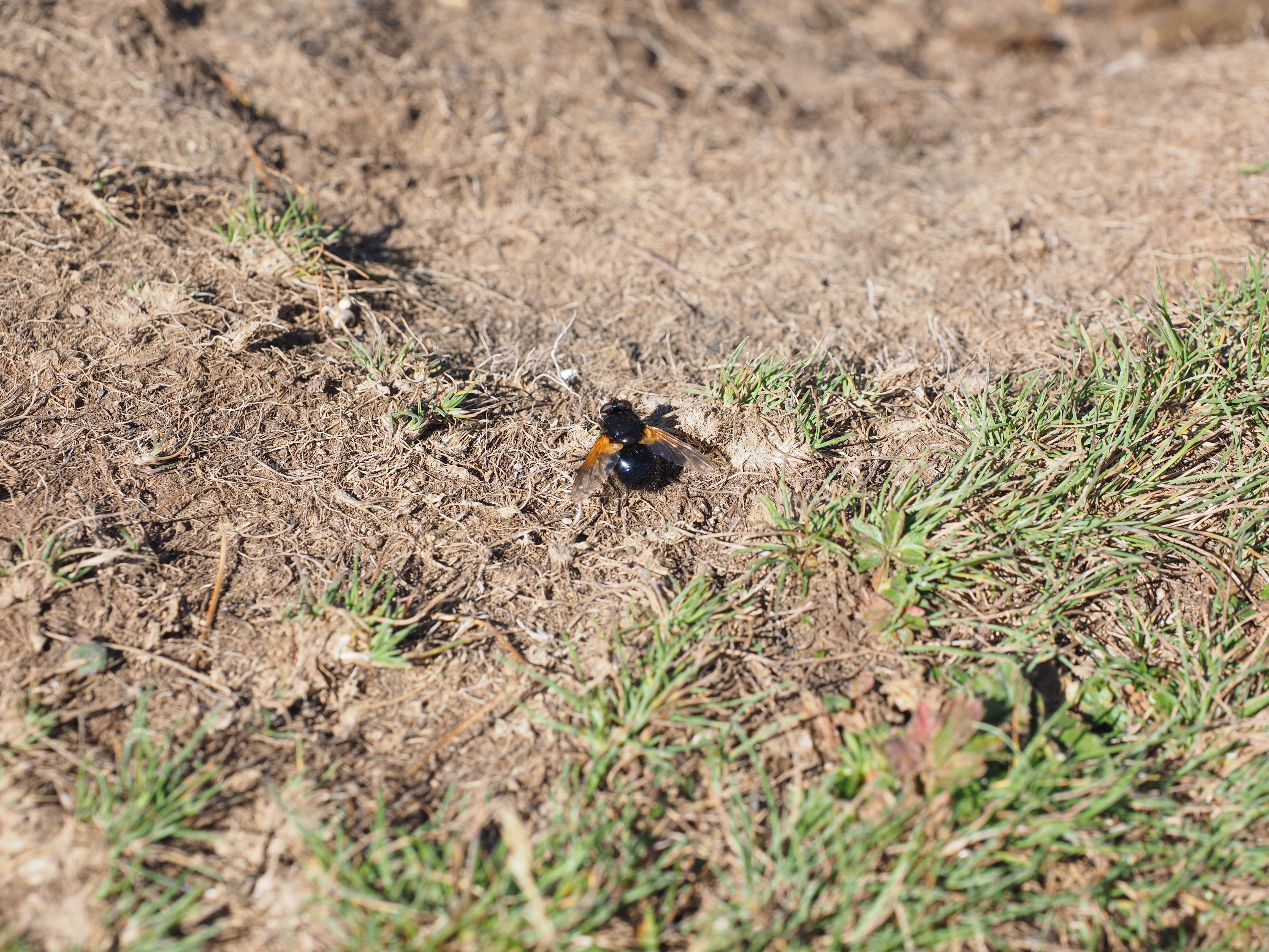 common forest hover fly, insect, bee, common bumblebee-hover fly