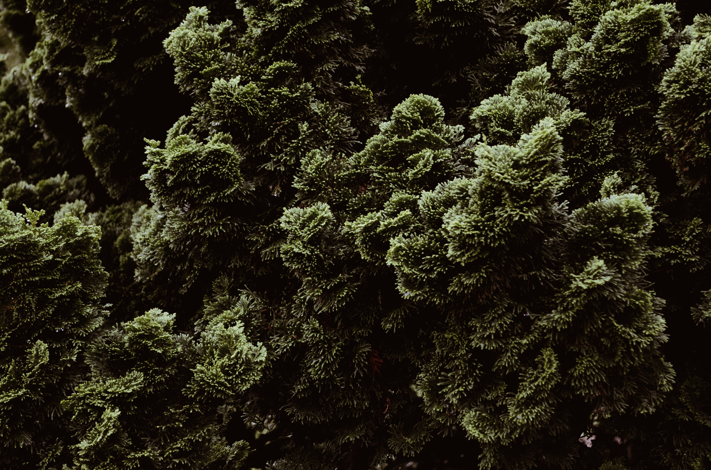 green grass, texture, pattern, abstract, plant, tree, growth
