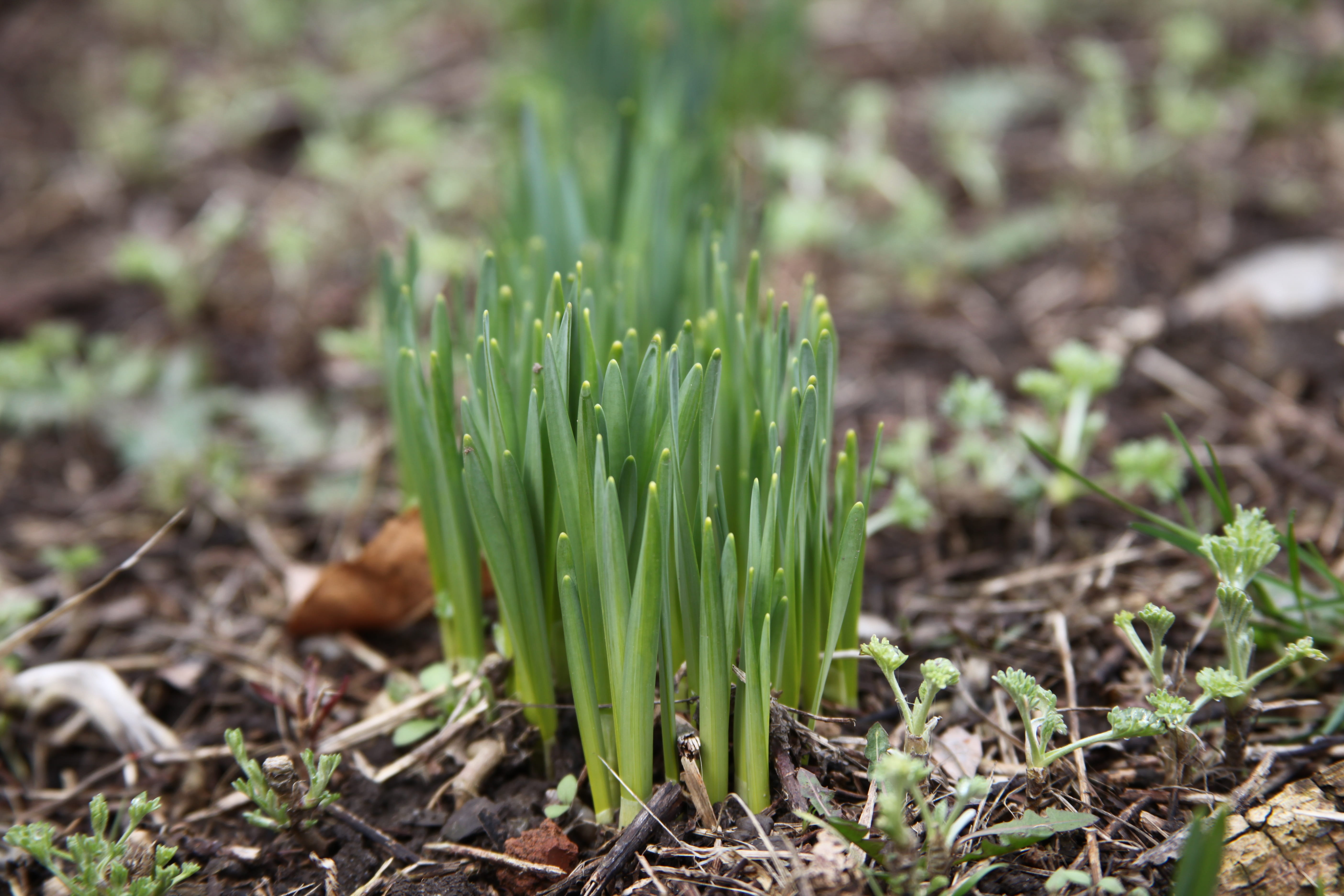 Spring, Macro, Green Grass, spring grass, greens, freshness