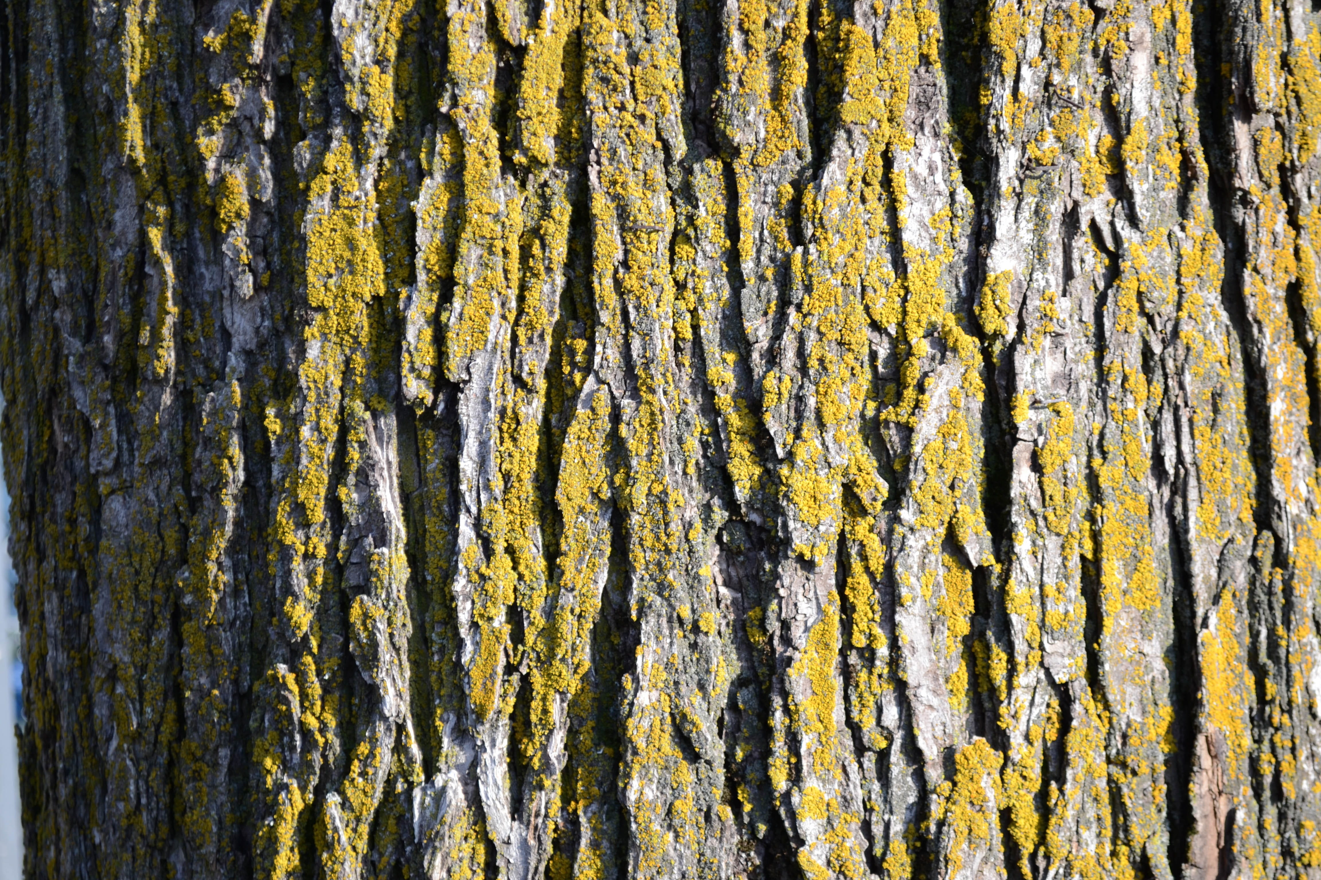 tree, texture, natural, wood, forest, pattern, full frame, textured