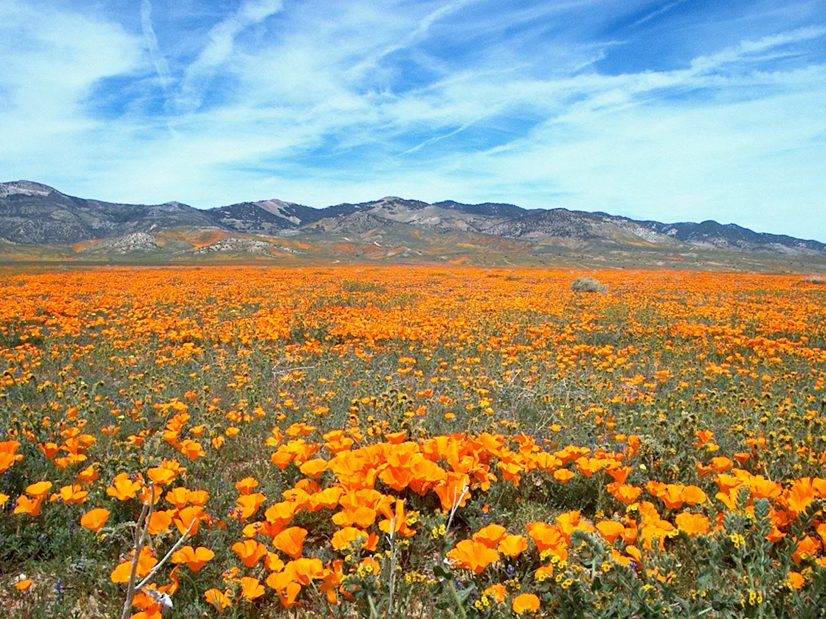 photography of orange flower field, wildflower, flora, meadow