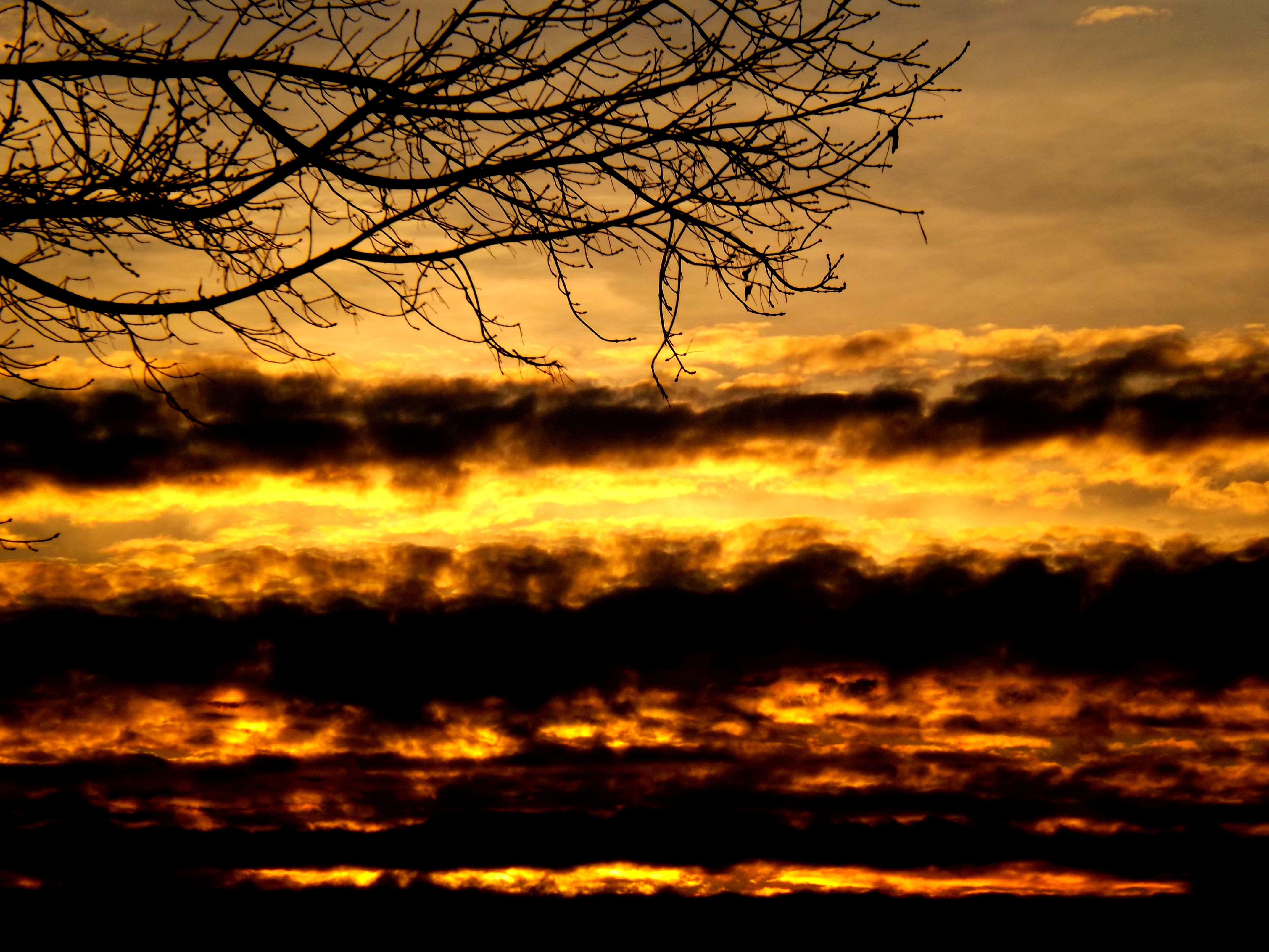 Sunset, Sun, Cloud, Fire, Red, sky, black, nature, bare tree