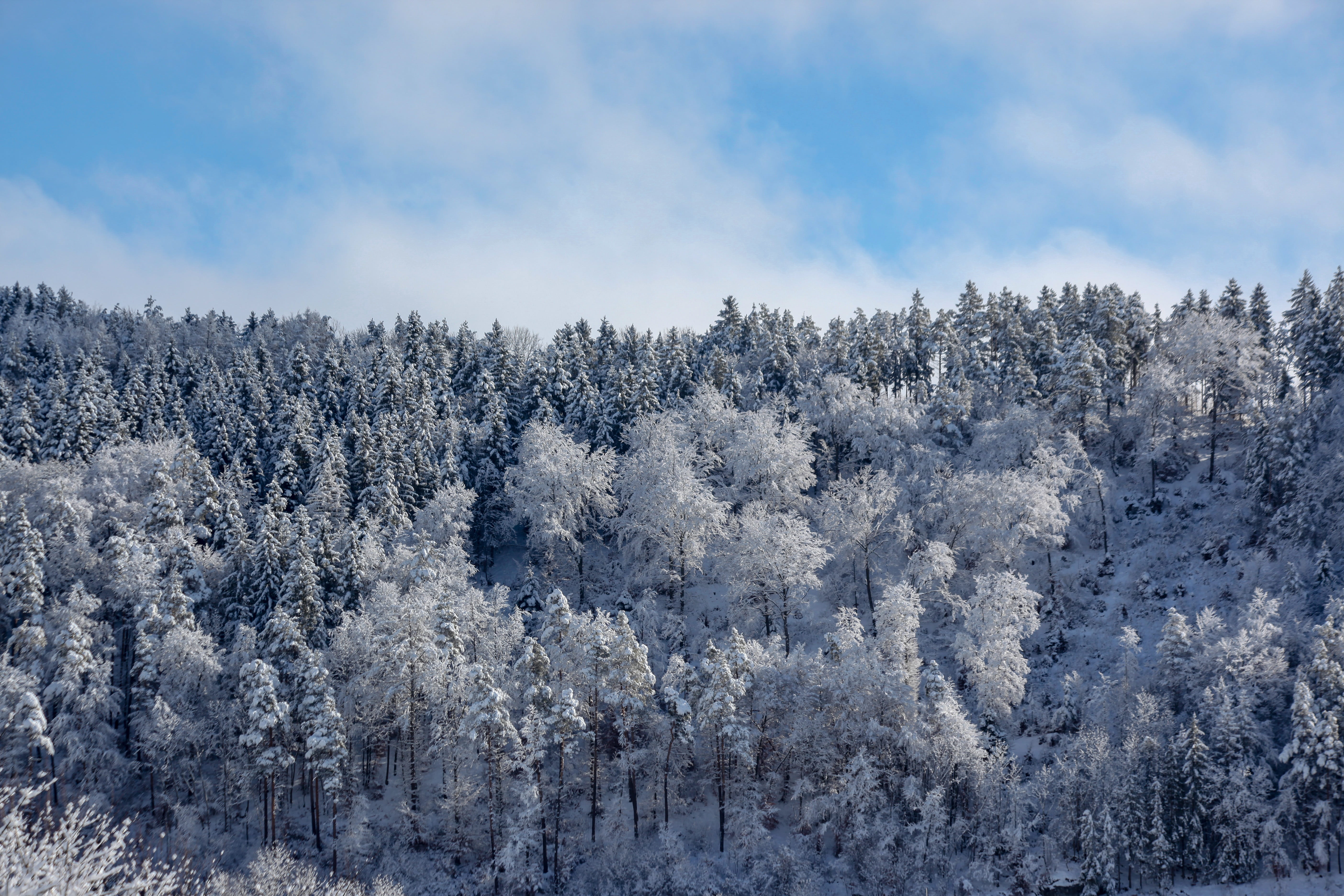 wintry, trees, forest, winter forest, plant, cold temperature