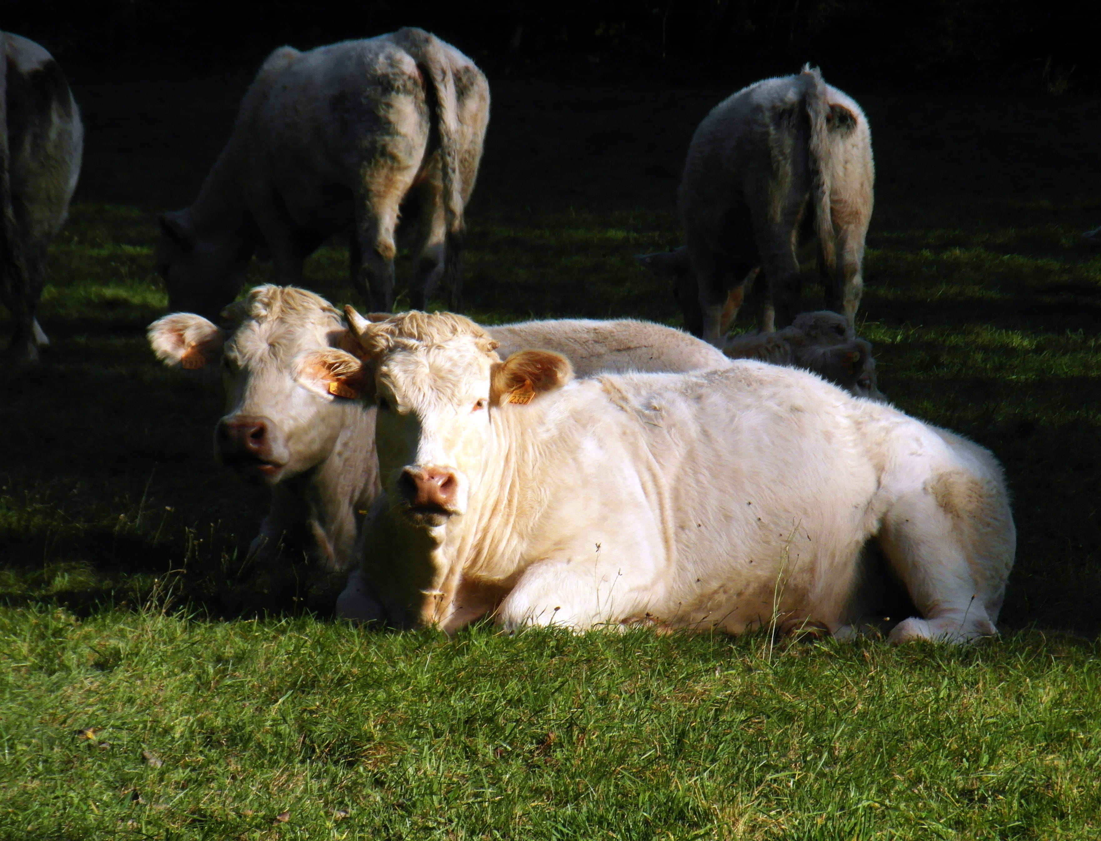 Cows, White, Pair, Meadow, concerns, milk, bauer, beef, bull