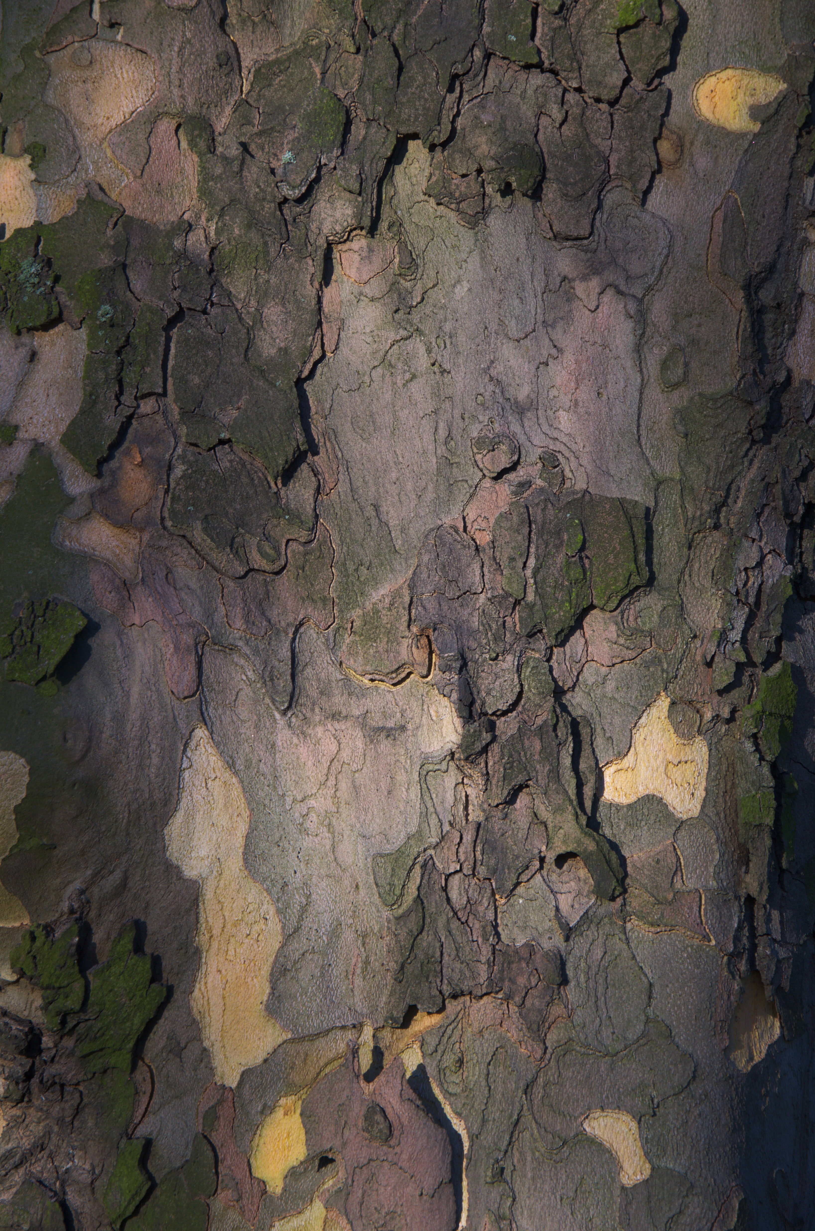tree bark, tribe, nature, landscape, pattern, structure, backgrounds