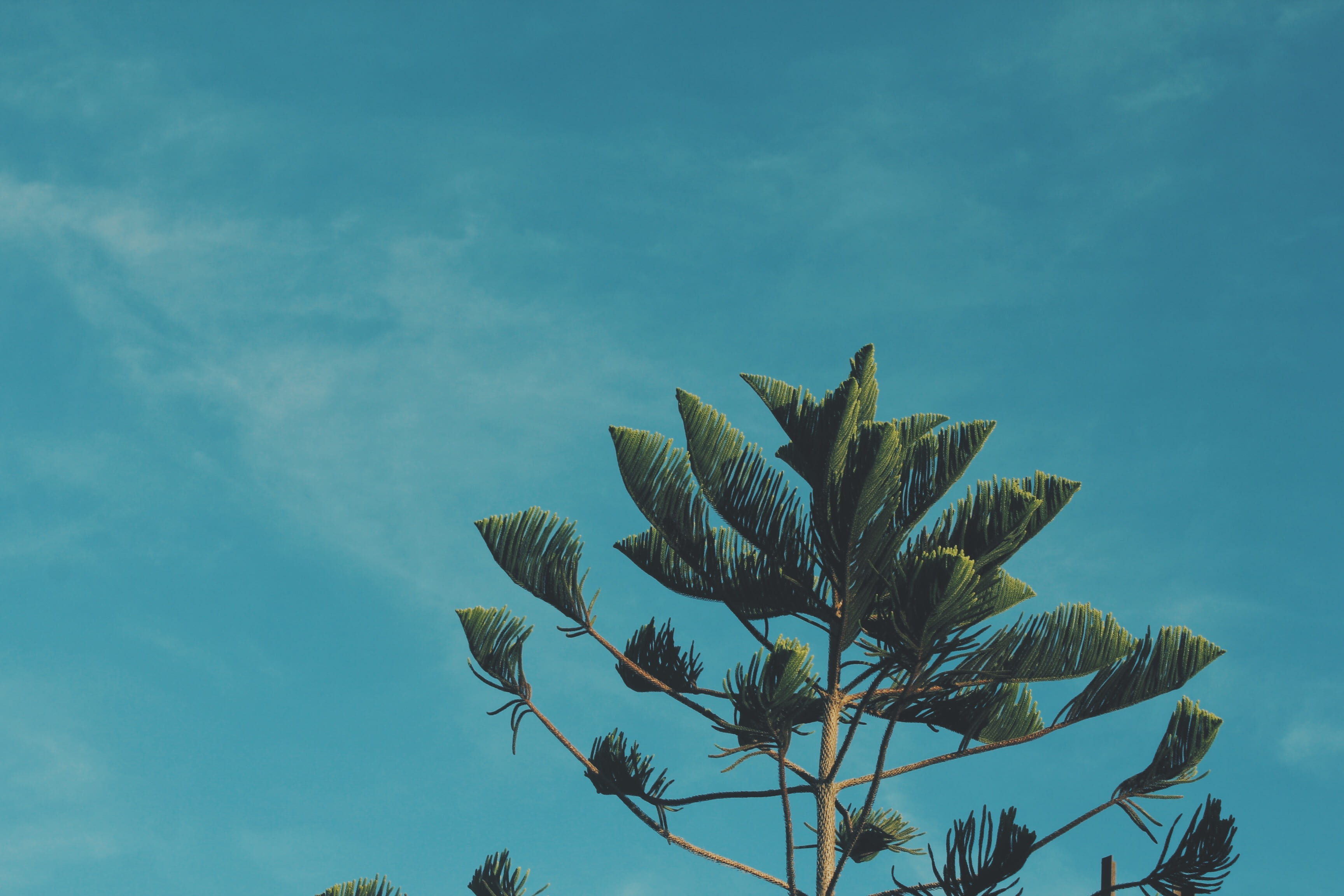 green leafed tree under blue sky, green leafed tree, palm tree