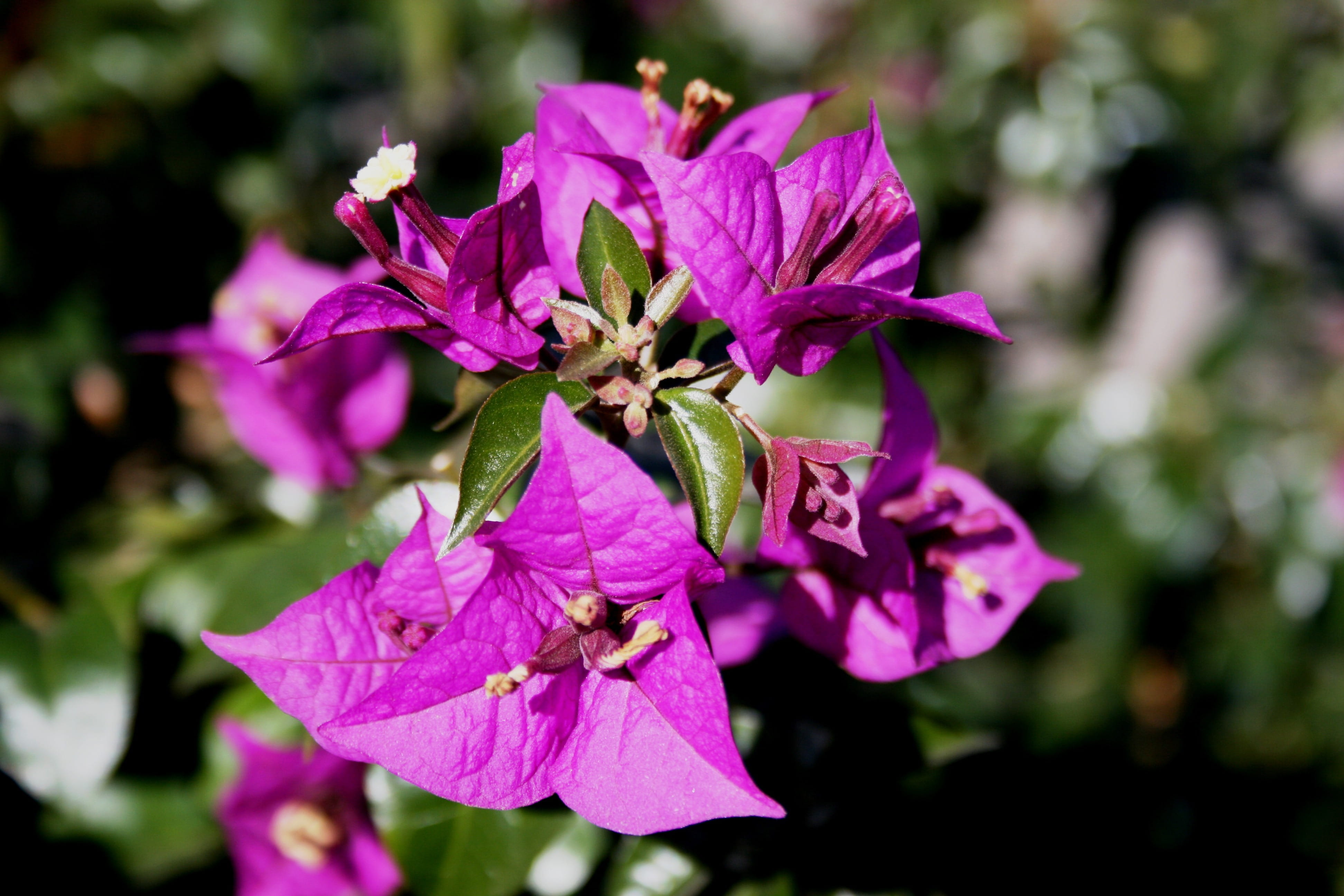 Flowers, Petals, Triangular, deep pink, paper like, arranged in threes
