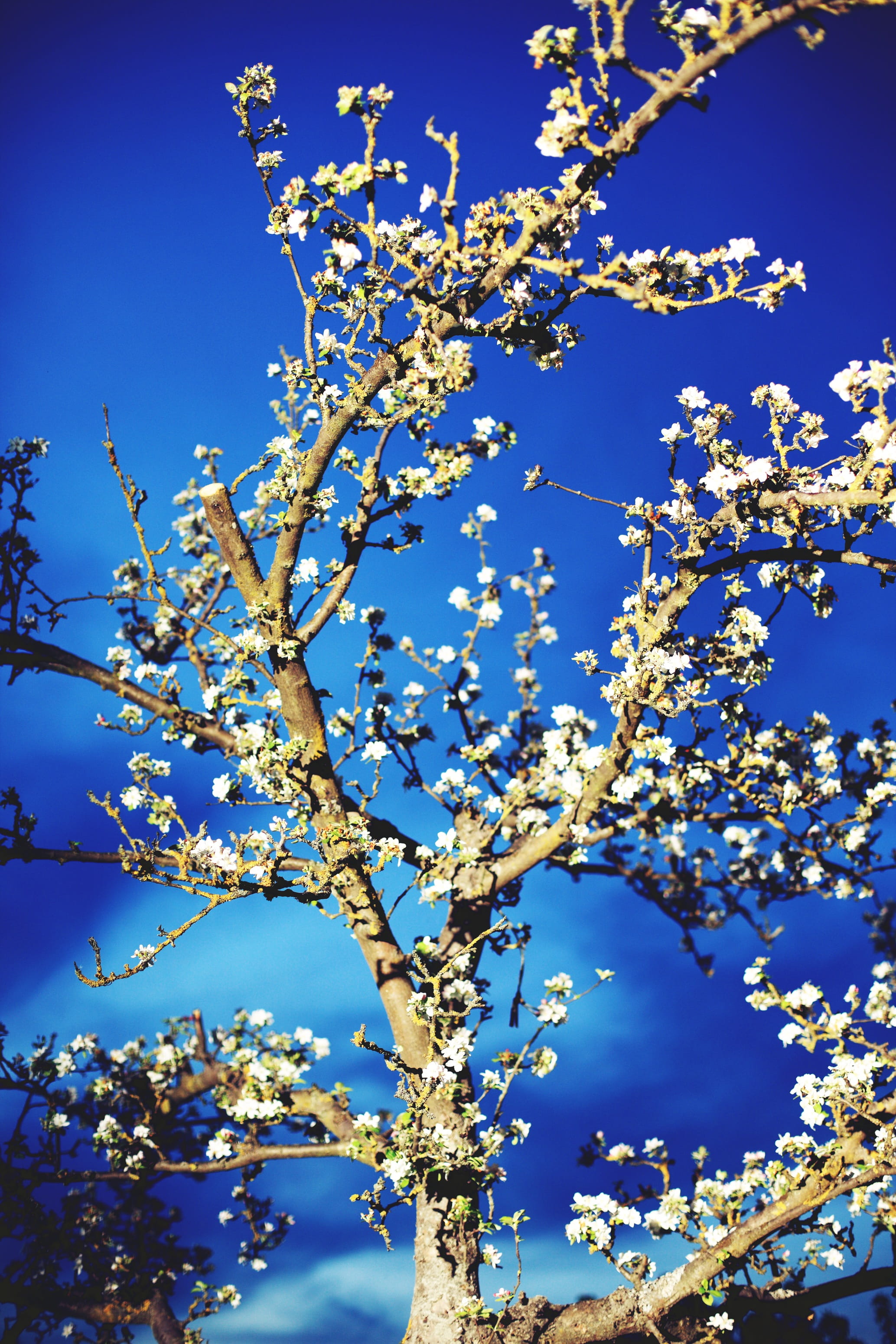 Tree, Sky, Blue, Blue, Spring, Spring, Bloom, nature, branch