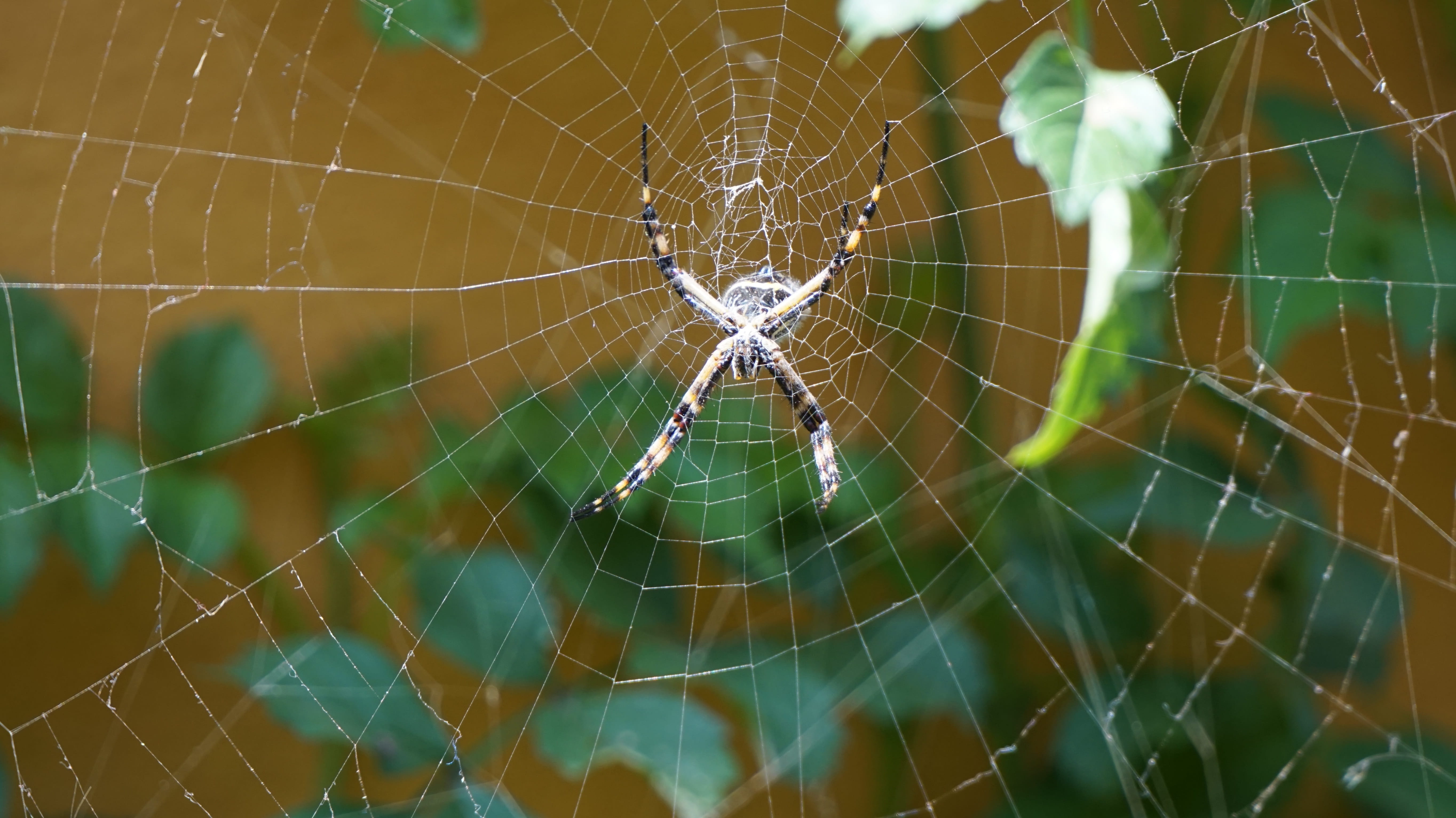 Spider, Arachnid, Web, Insect, spider web, fragility, close-up