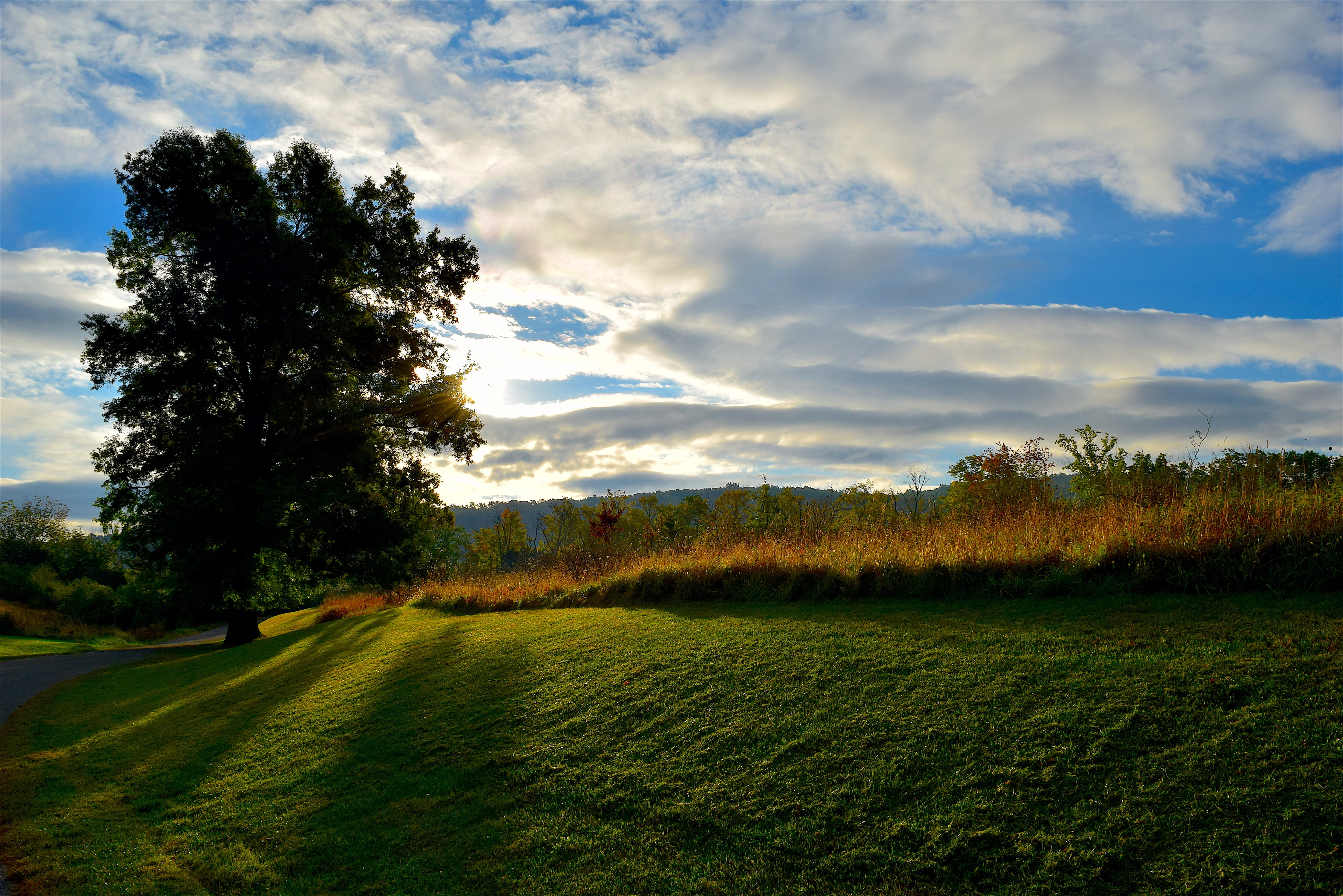 sunrise, tree, shadow, sunlight, clouds, field, green, nature