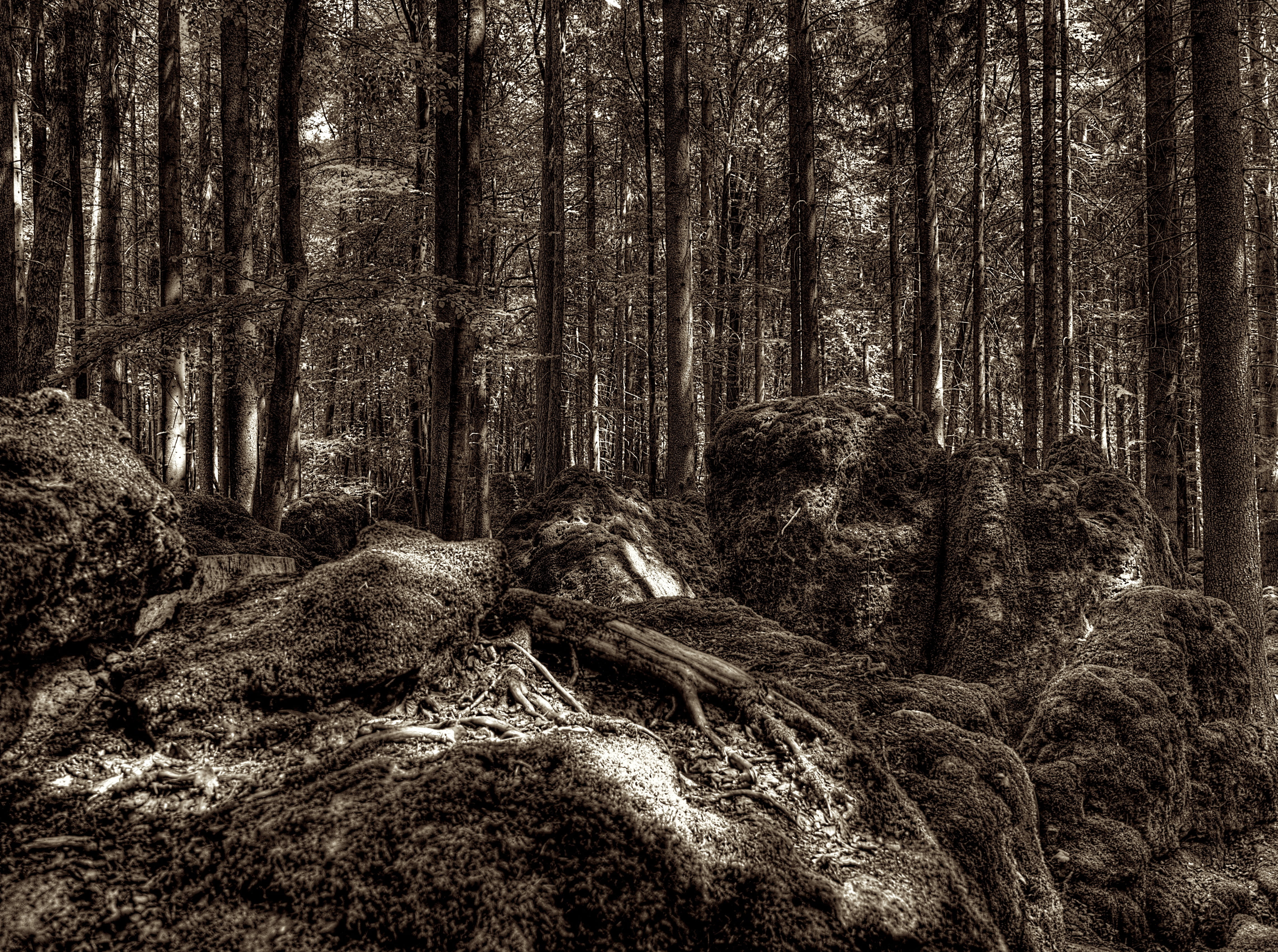 druid grove, forest, root, tree root, national park, overgrown