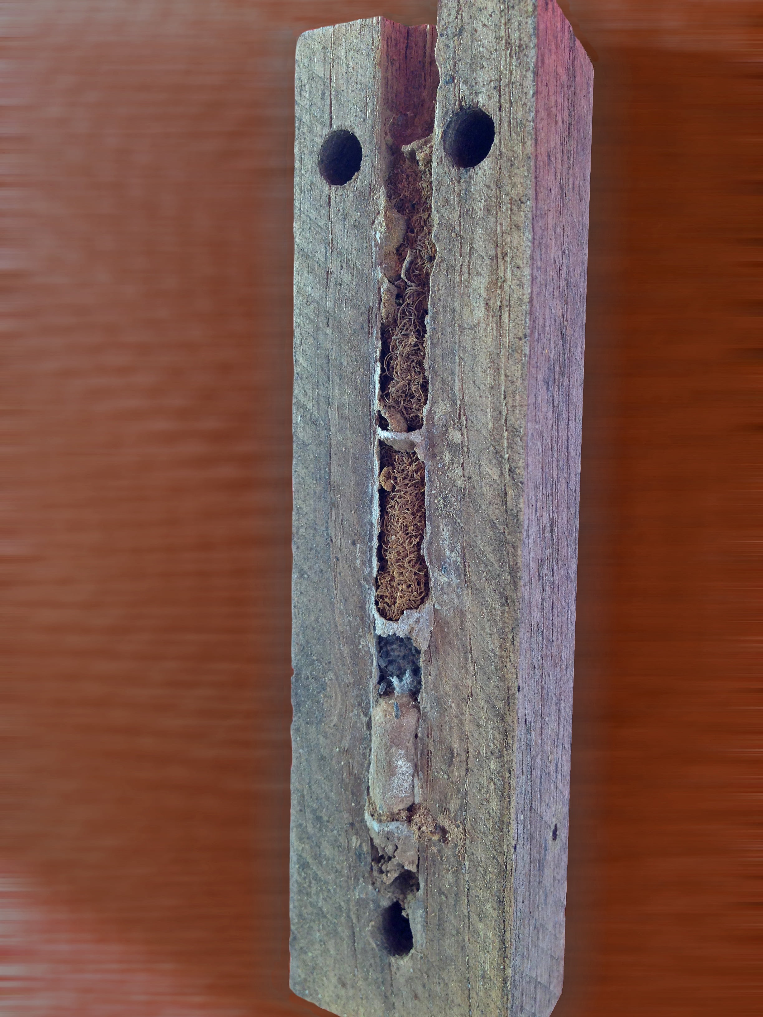 nesting help, breeding help, inner workings, detail, wild bees