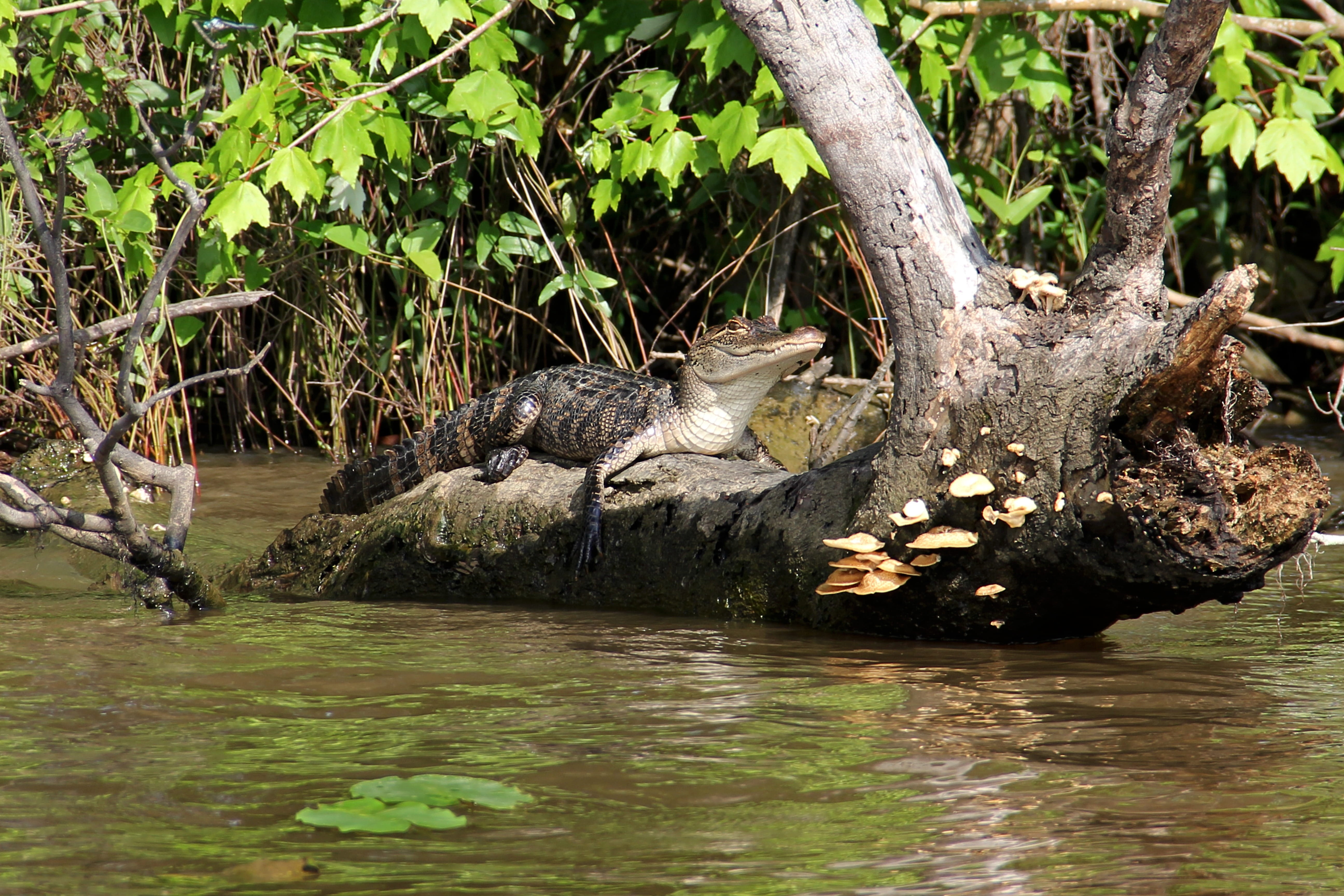 Alligator, Swamp, Bayou, Animal, crocodile, louisiana, wildlife