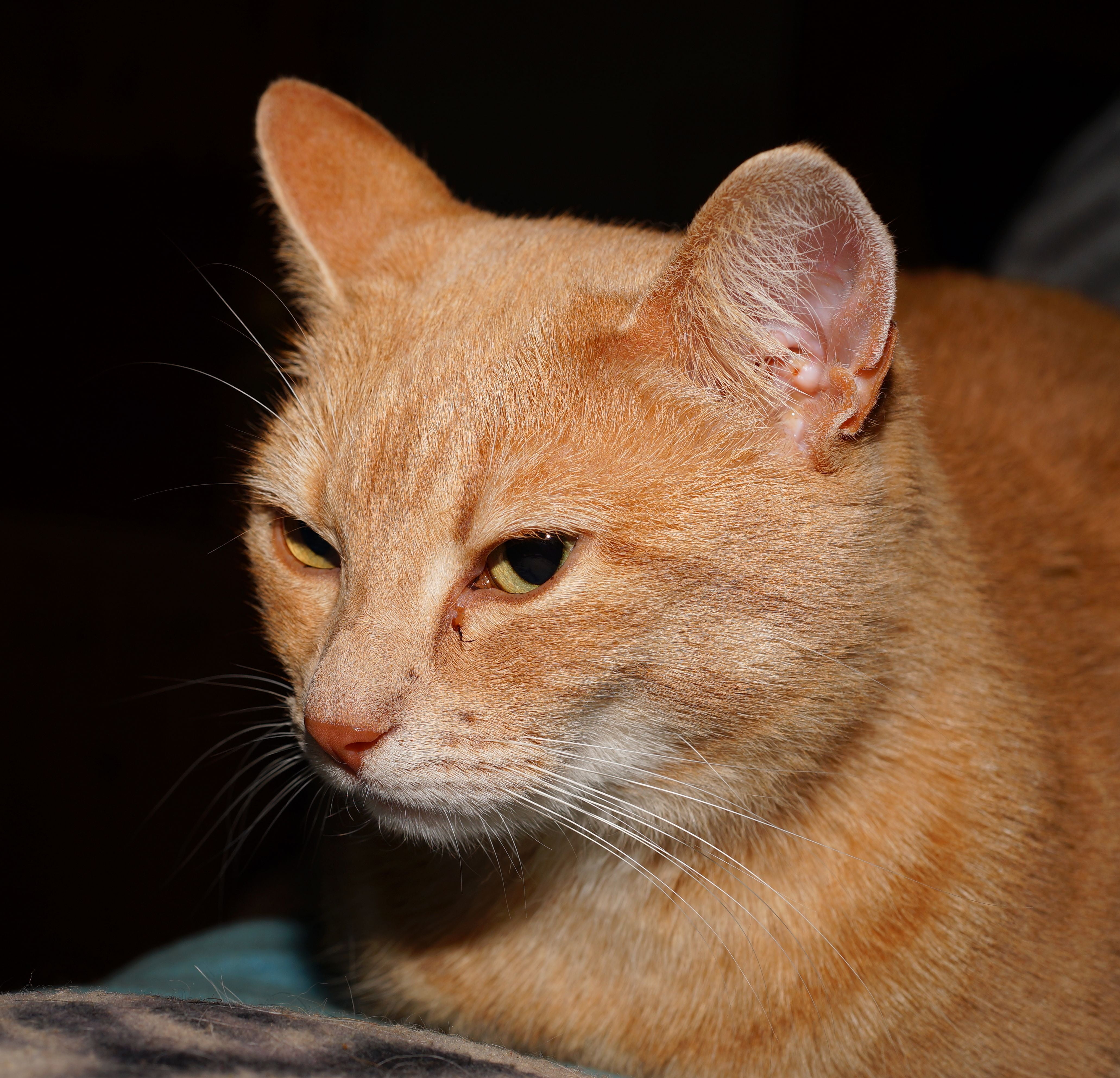 cat, portrait, graceful, expression, pet, close, face, mackerel