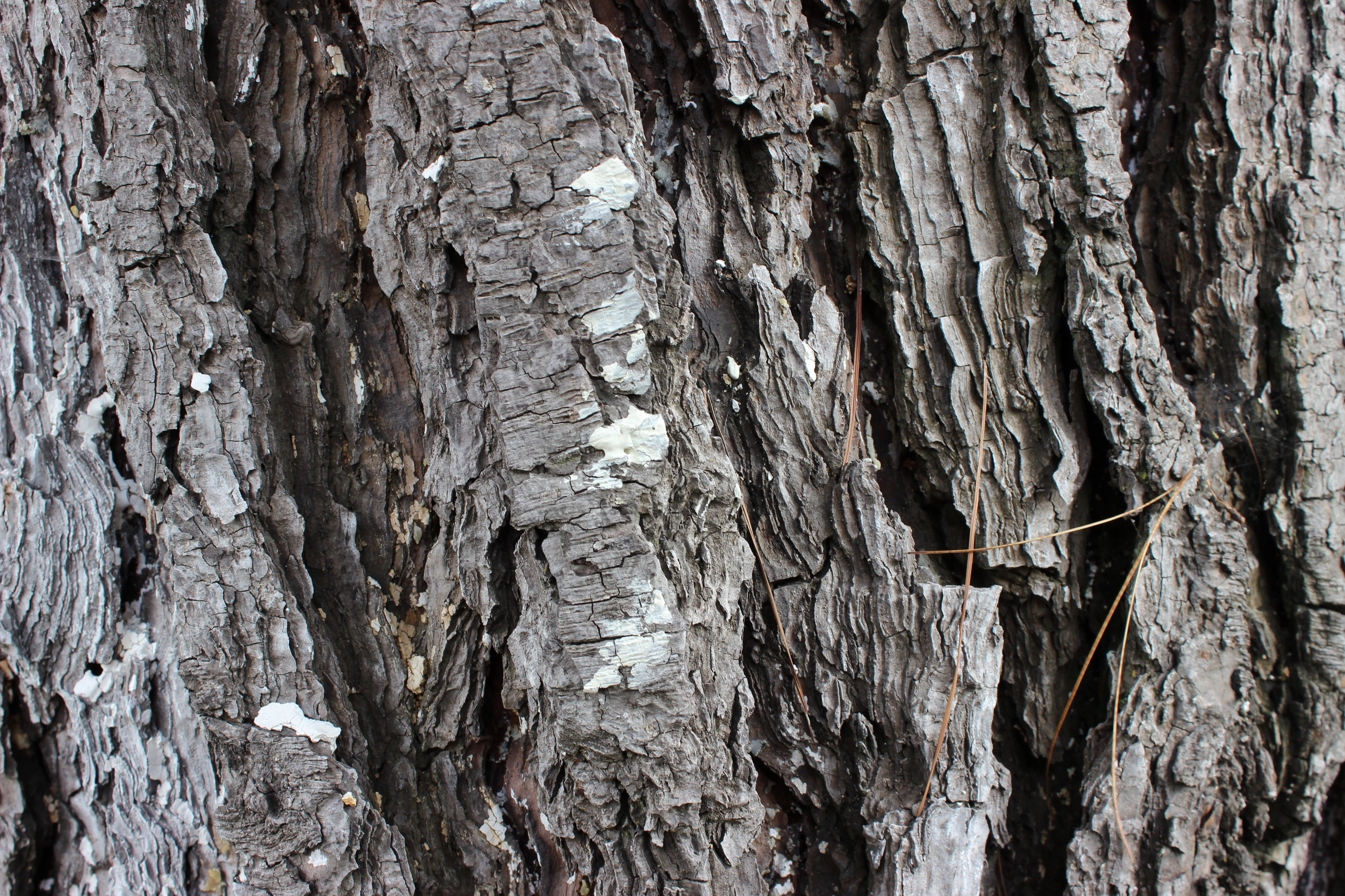 texture tree, nature, bark, trunk, tree bark, tree bark texture