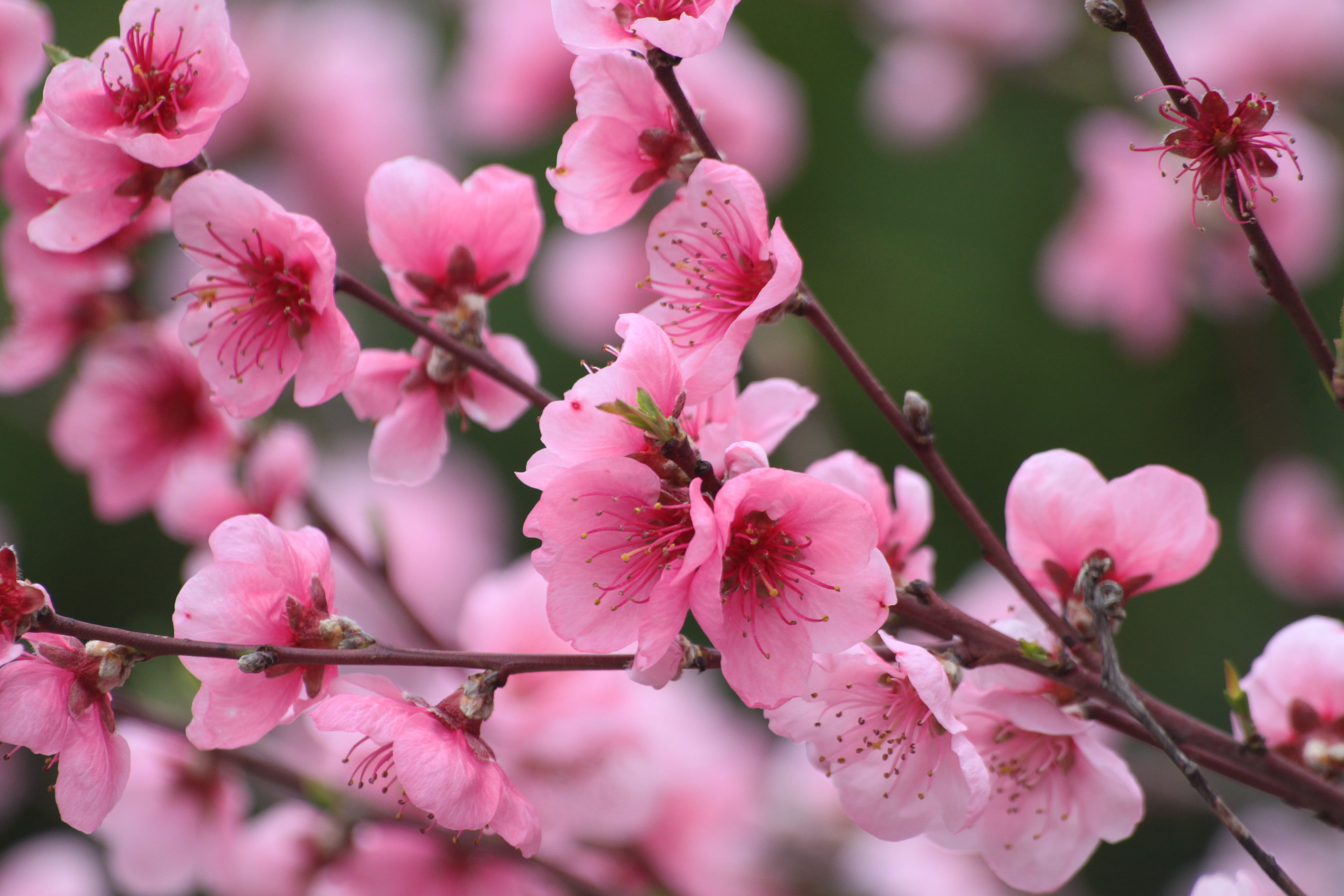 spring, tree, flowering, fruit tree, peach, pink flowers, fruit trees