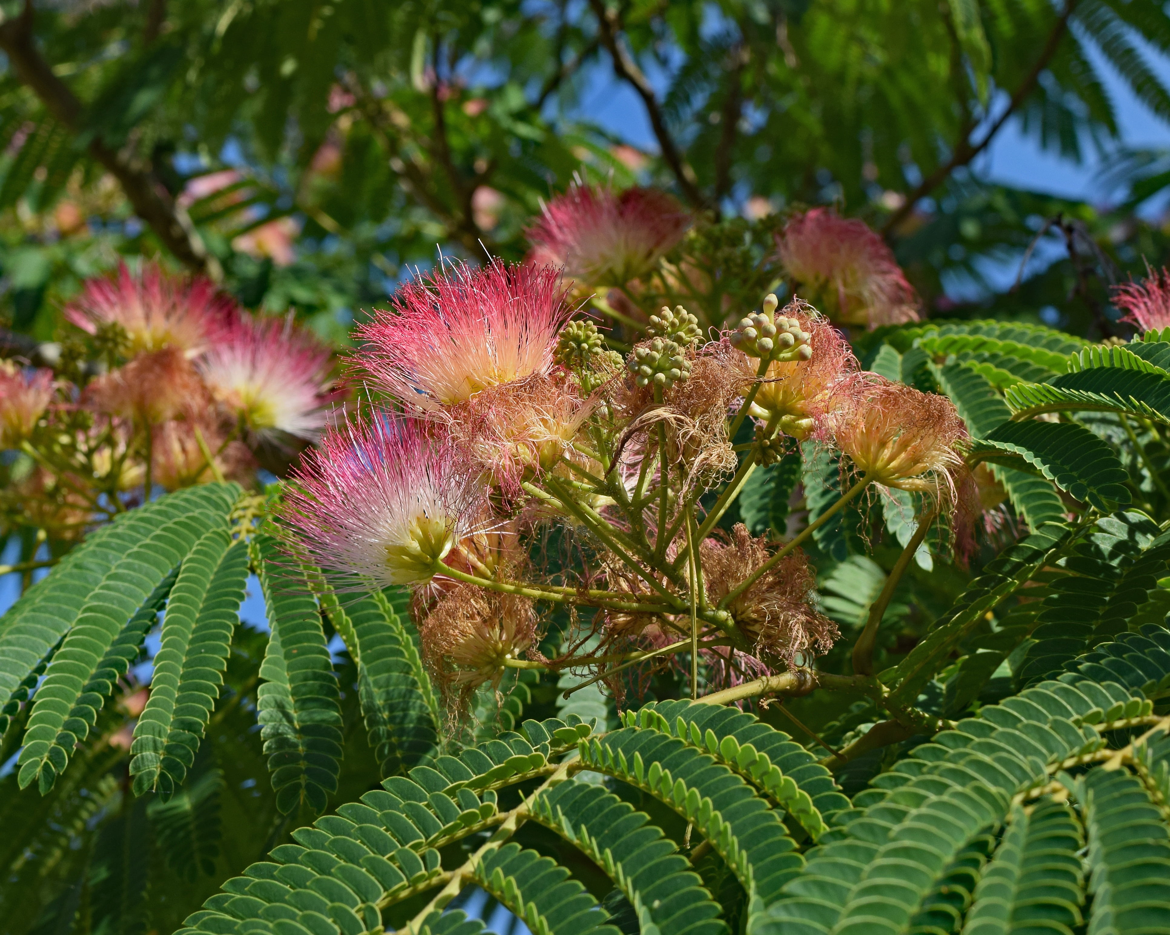 Free download | HD wallpaper: red mimosa, flower, blossom, bloom, plant 