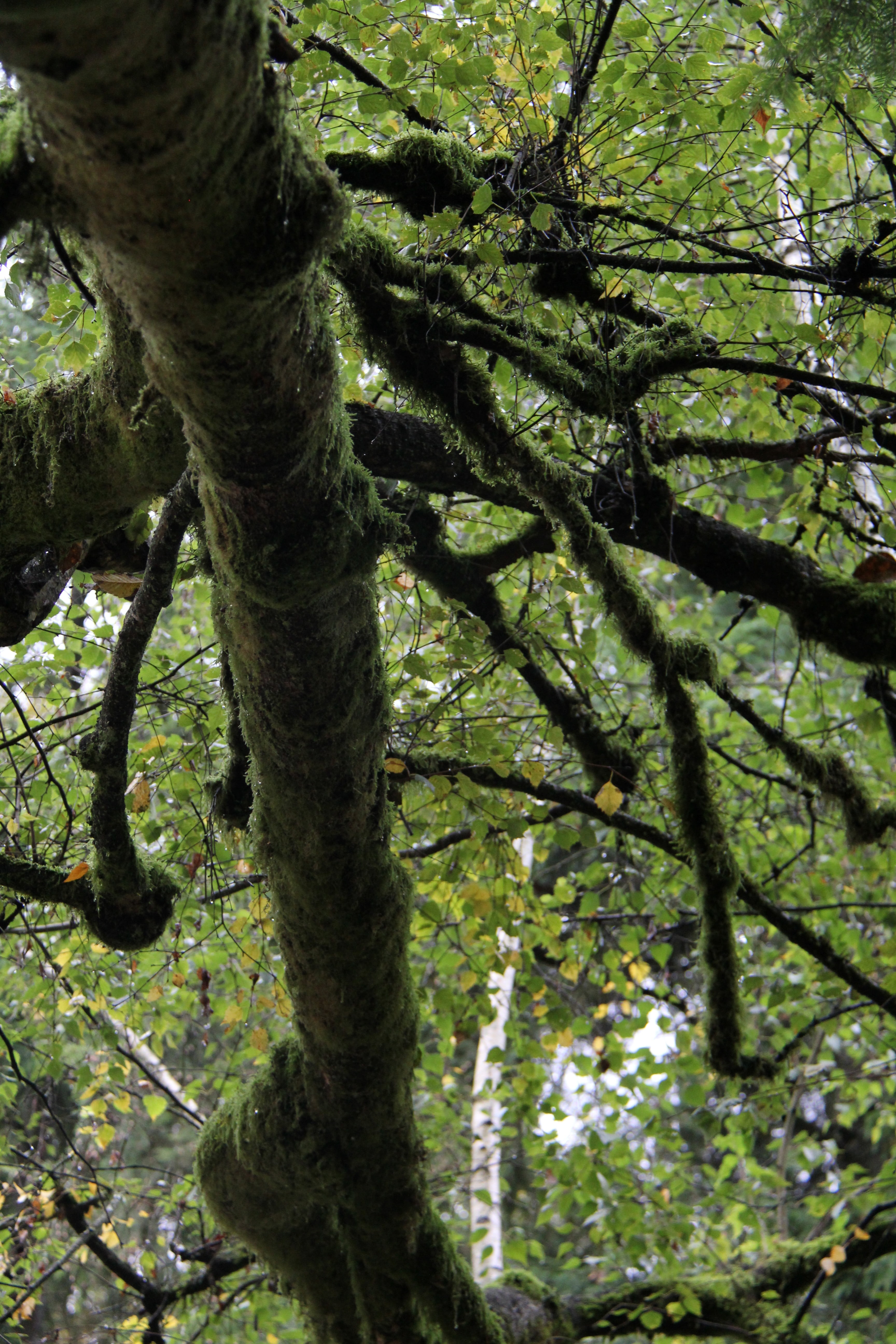 tree, under tree, mossy tree, plant, branch, tree trunk, nature