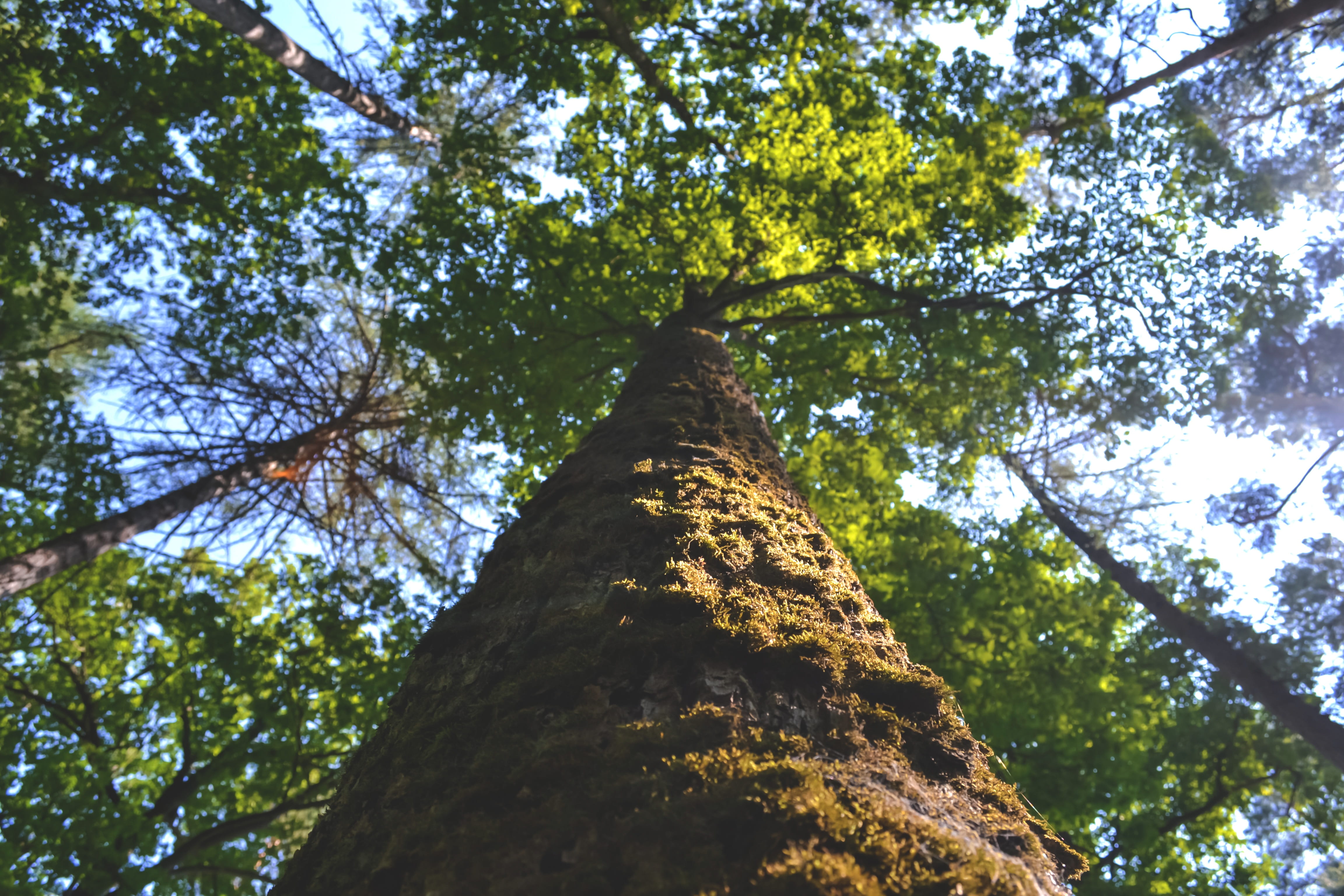 forest, nature, tree, low angle view, plant, tree trunk, branch