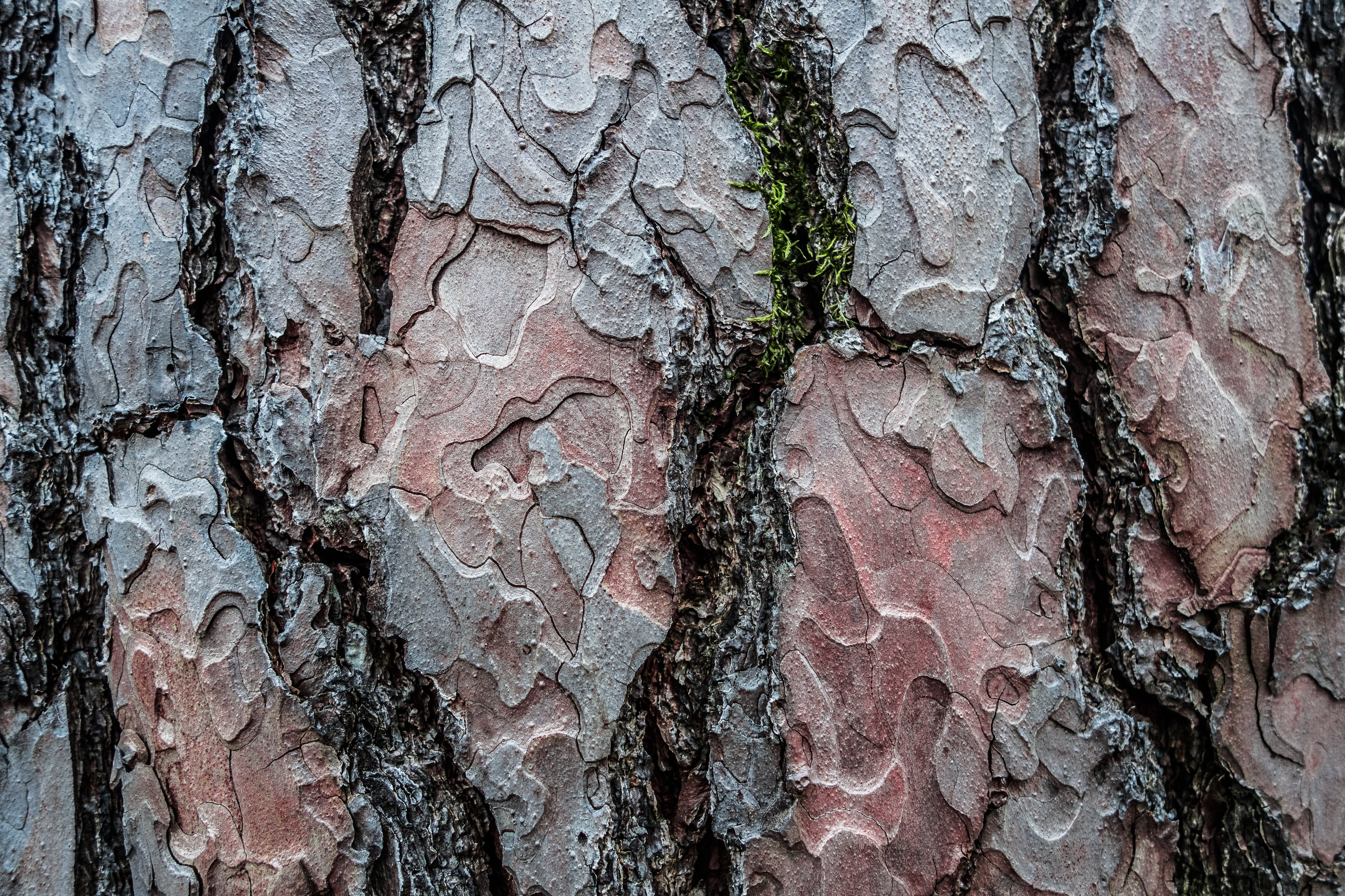 forest, log, bark, conifer, tree, brown, trunk, tree trunk
