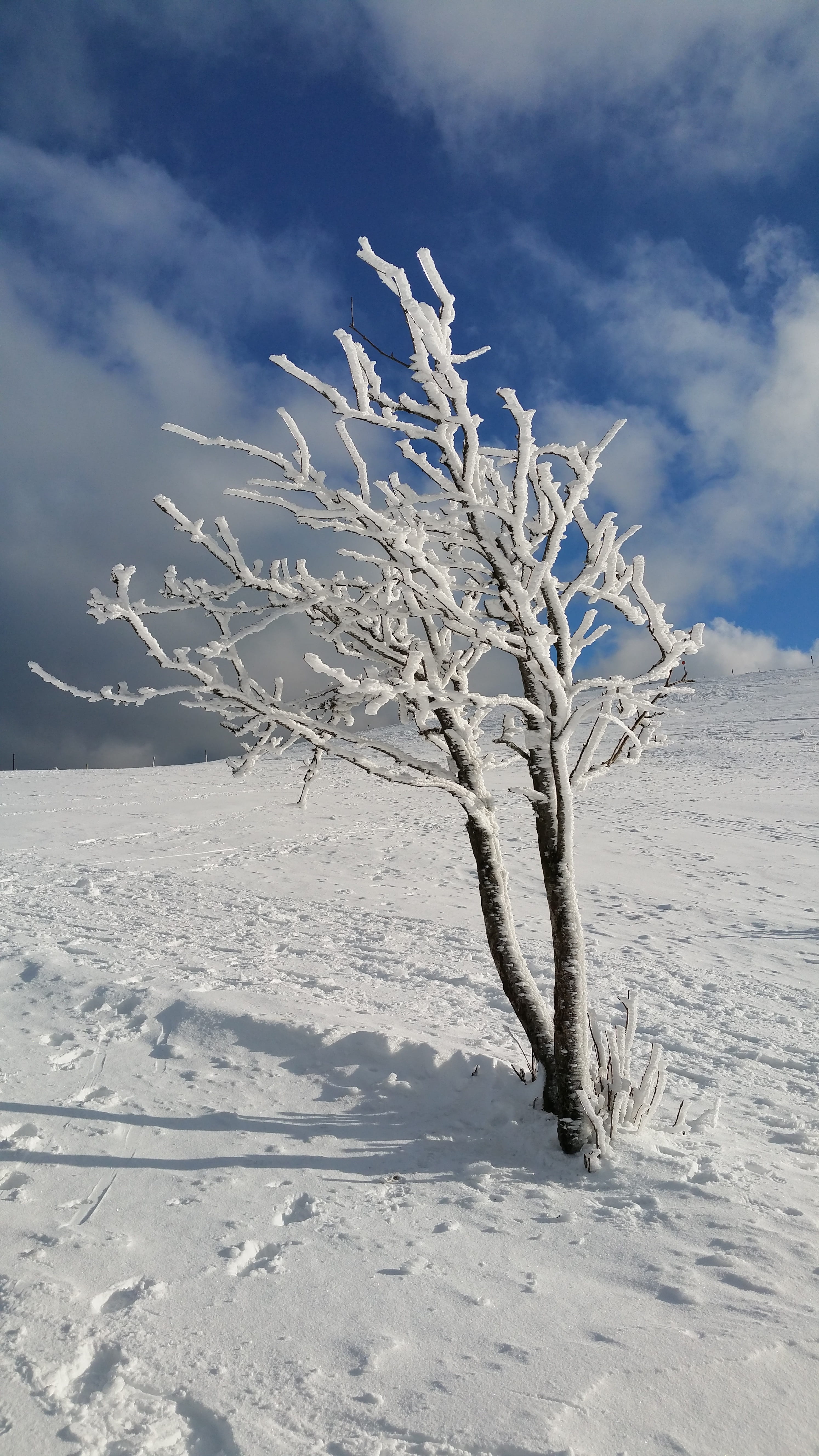 tree, cold, snow, cold temperature, sky, winter, cloud - sky