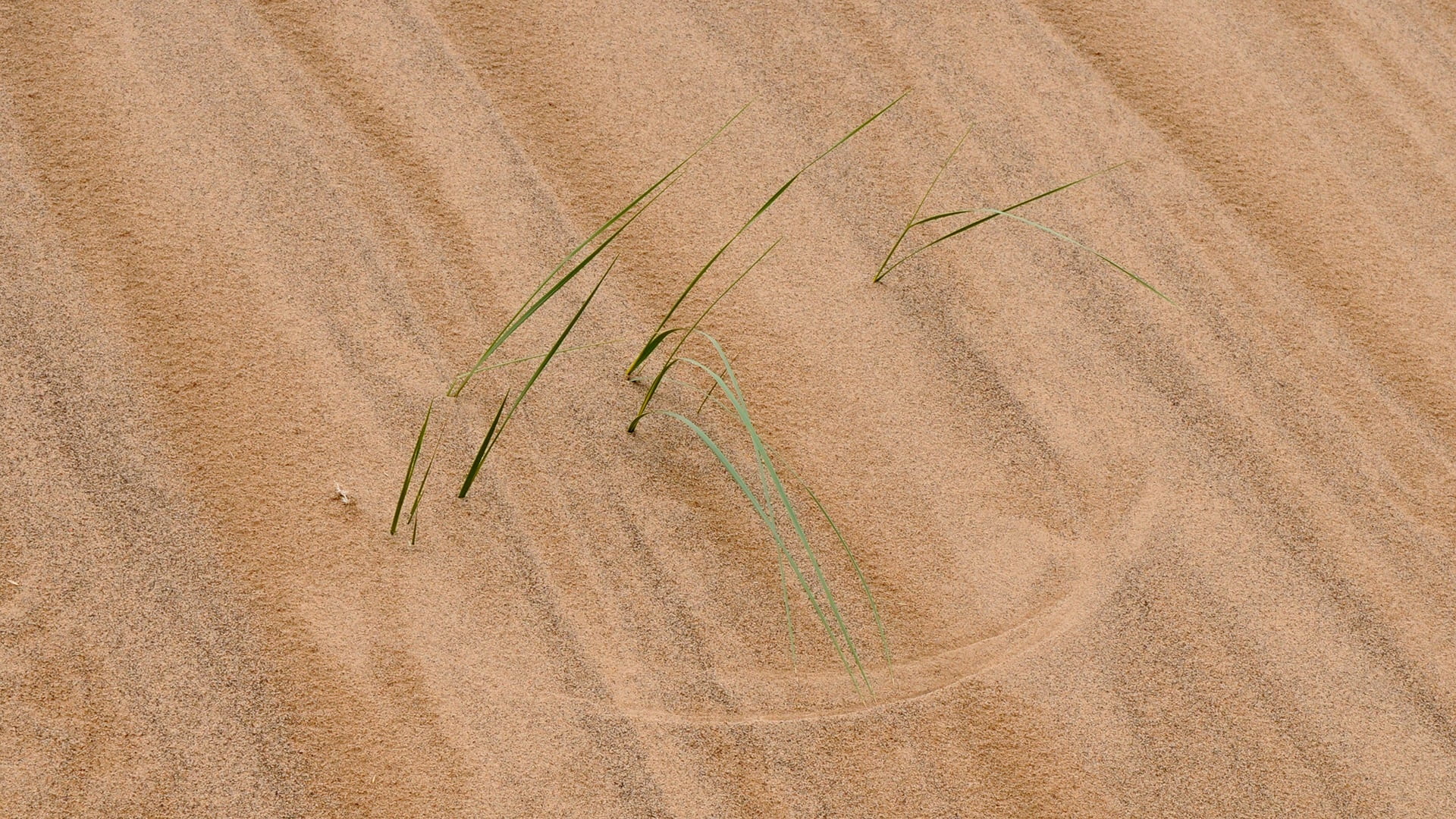 mongolia, desert, structure, grass pattern, sand pattern, no people