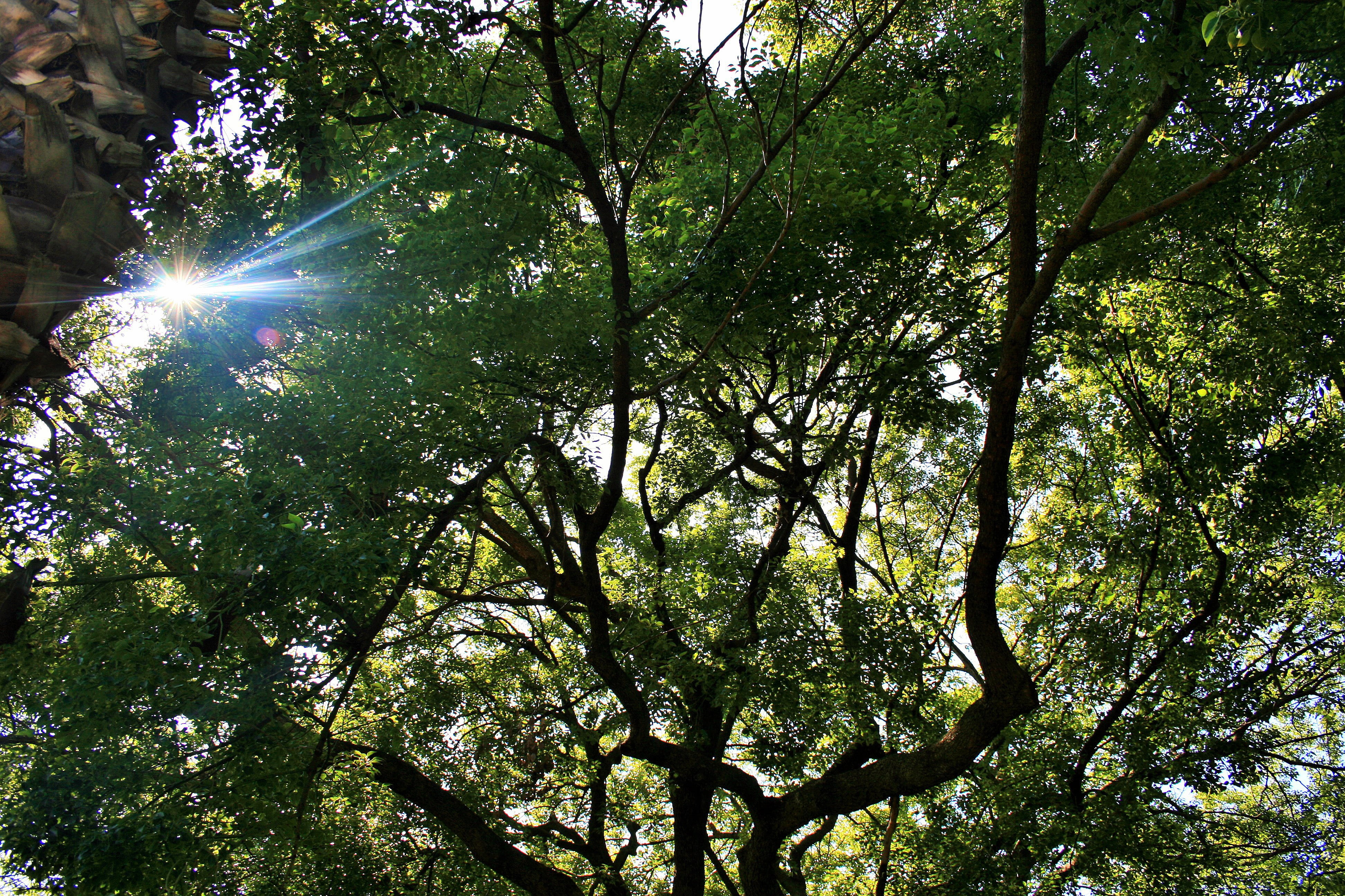 oak tree, large, spread out, sun, focus, low angle view, plant