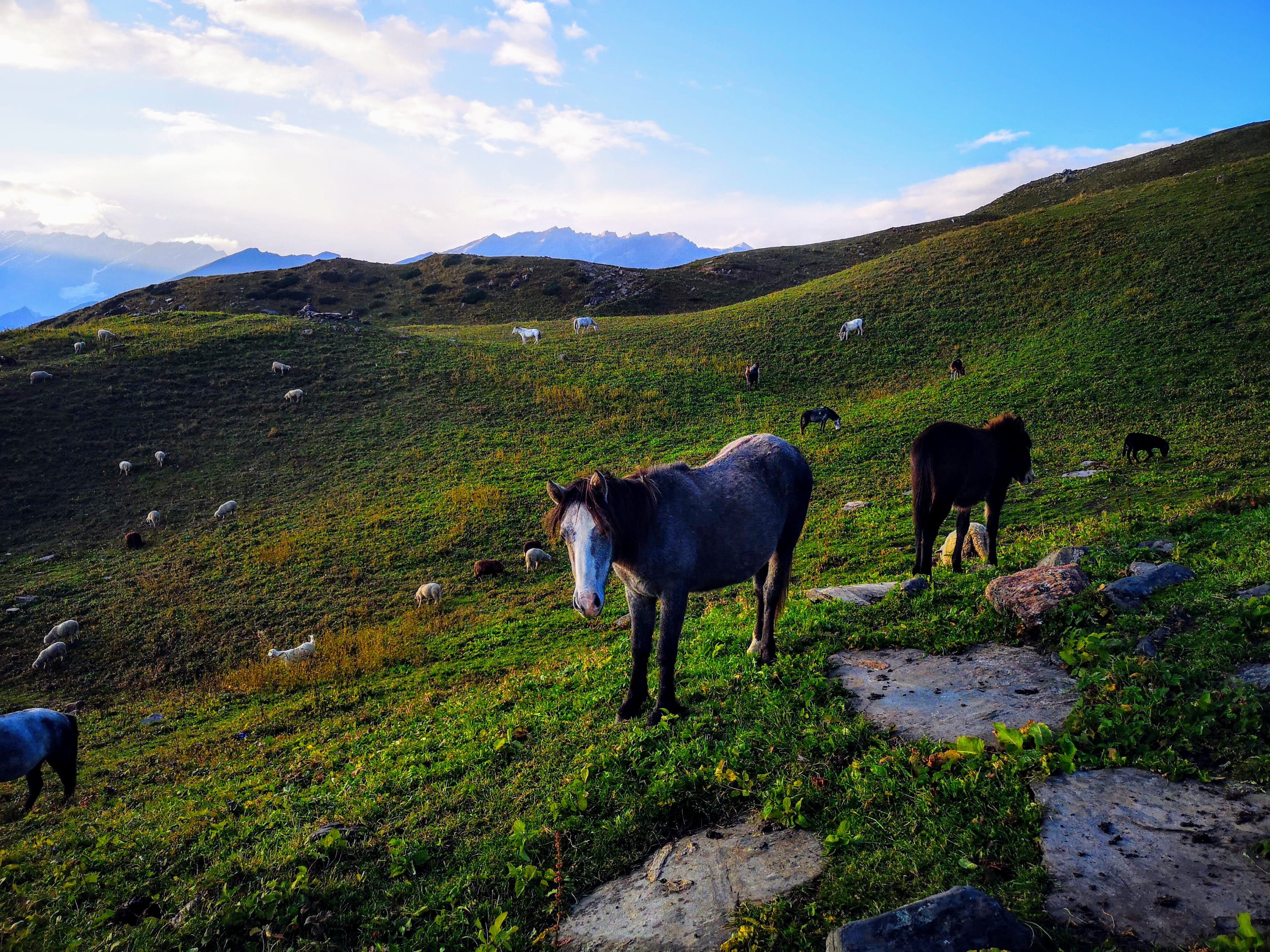 animals, nature, mountains, himachal pradesh, india, mammal