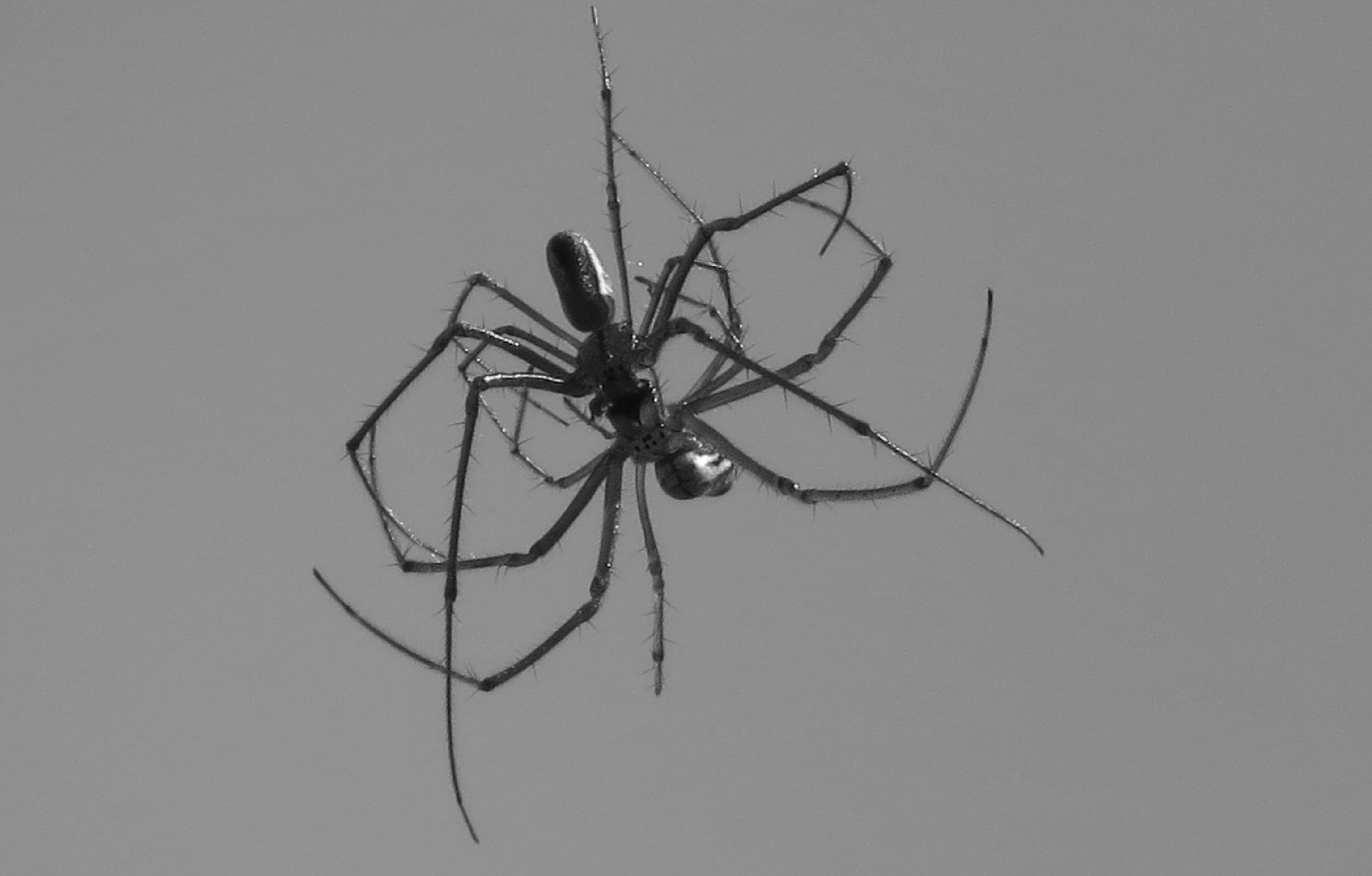 black and white, insect, fauna, spider, close-up, studio shot