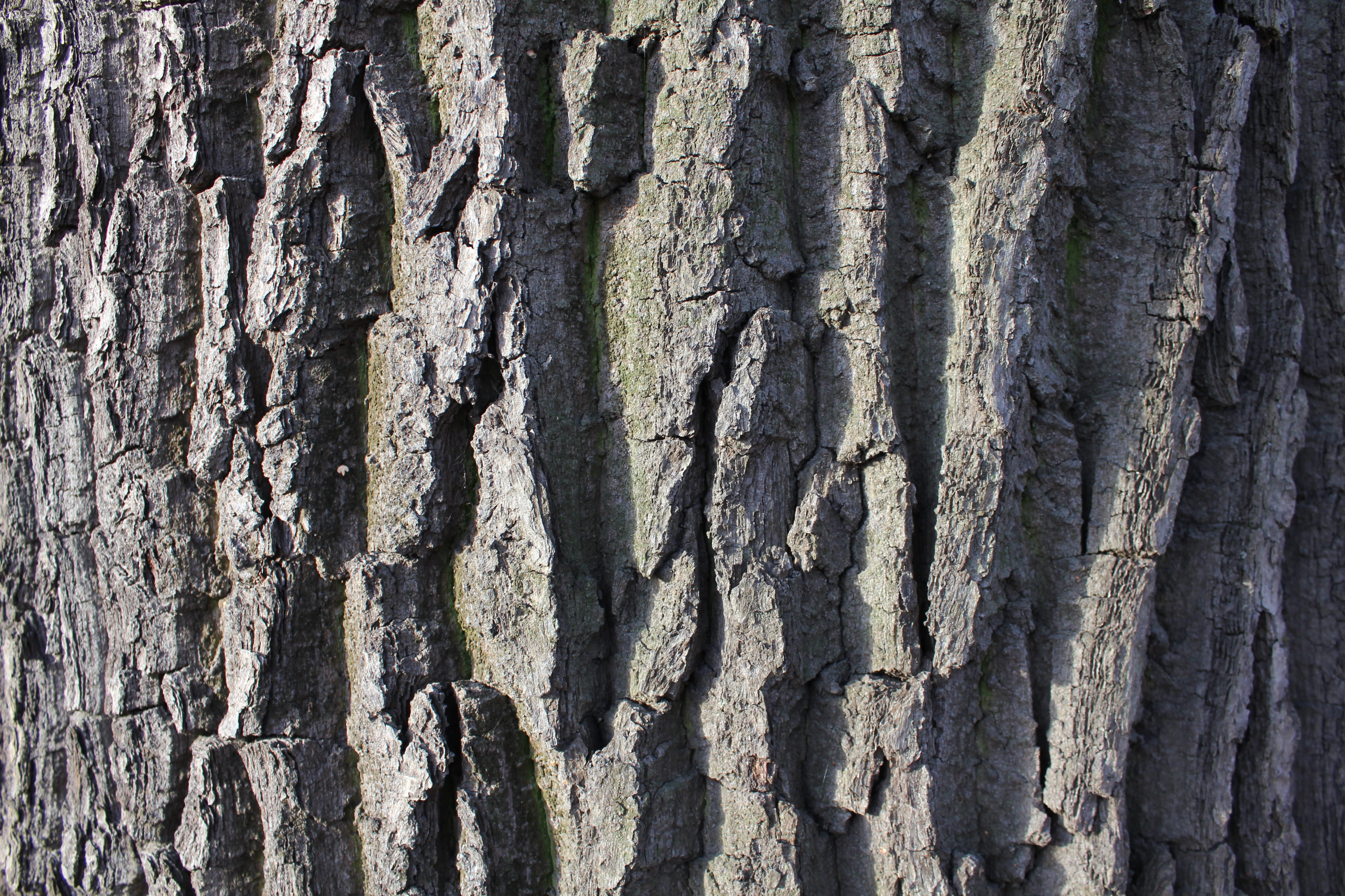 Tree, Trunk, Tree Bark, Texture, trees, nature, large texture