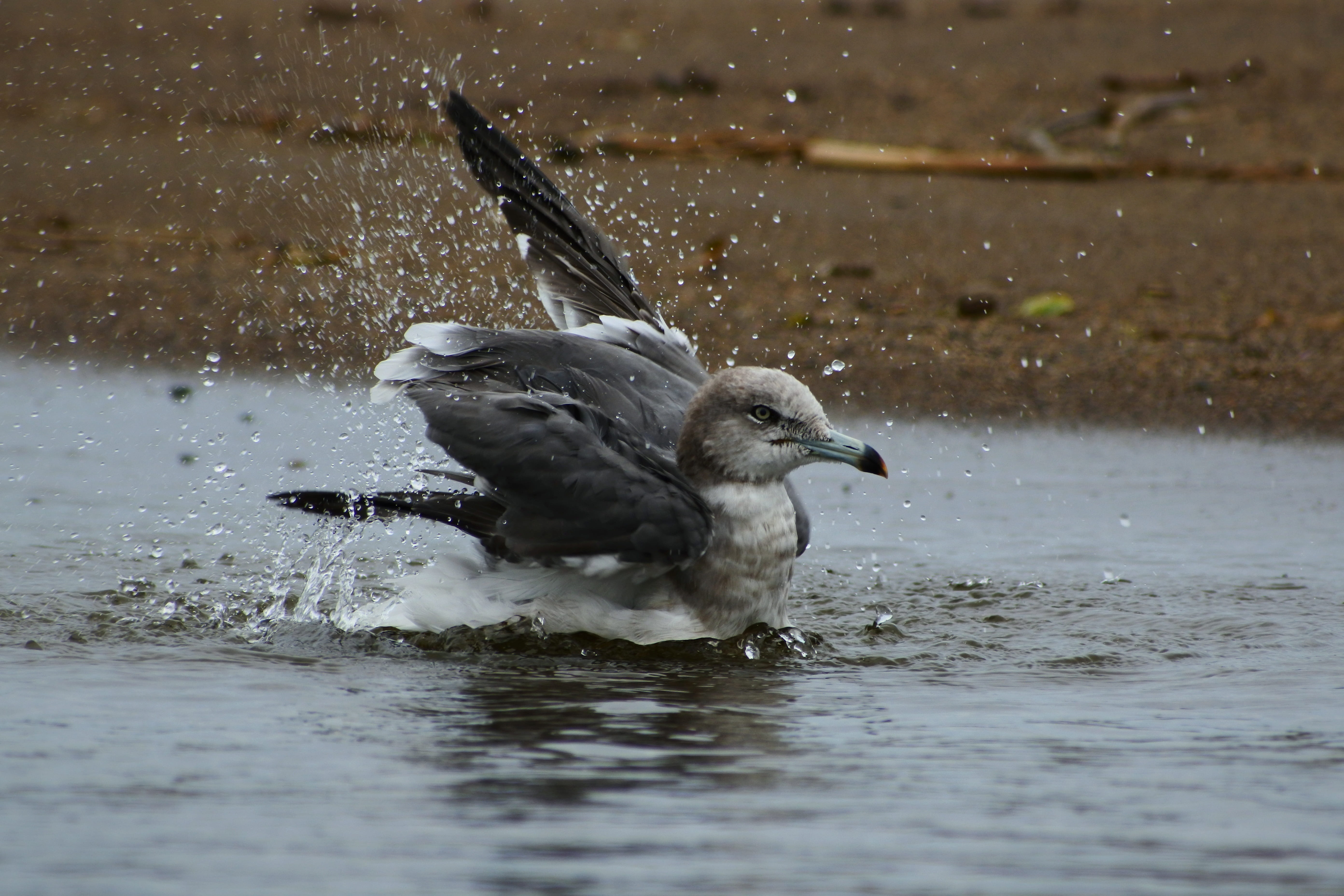 Free download | HD wallpaper: animal, sea, beach, seagull, sea gull