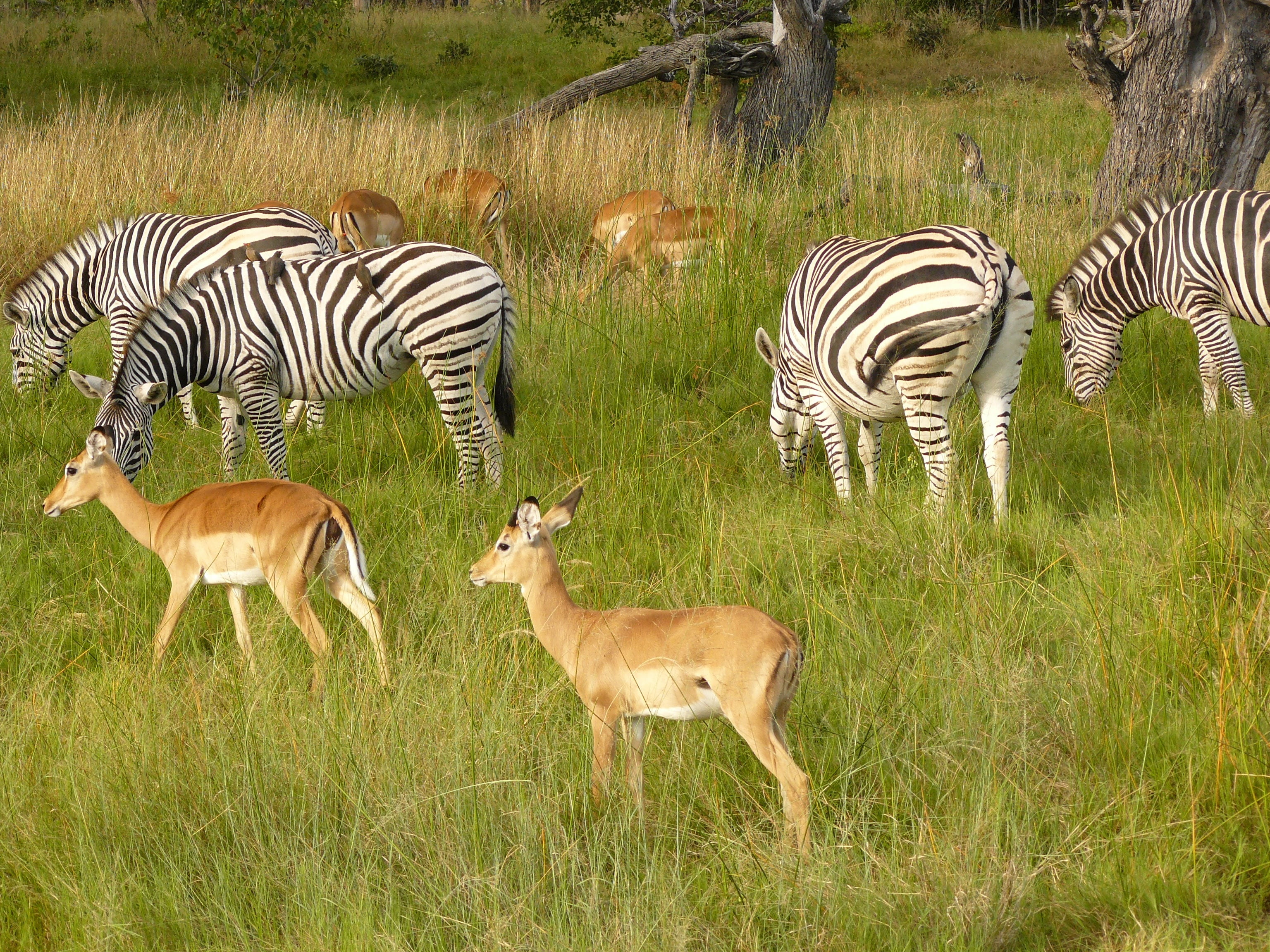 zebras, antelope, grazing, chobe, game park, botswana, africa
