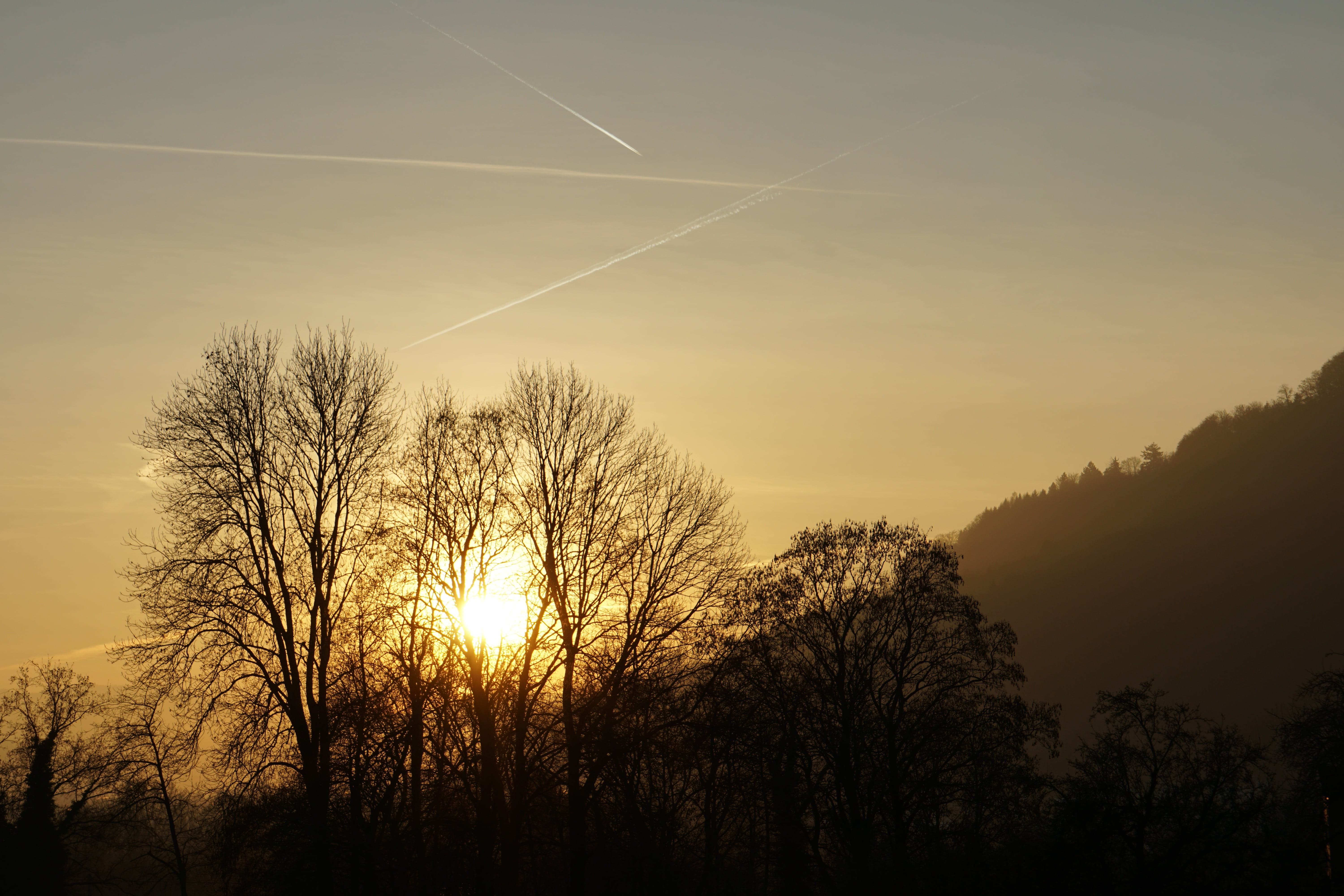 sunset, trees, twilight, sky, silhouette, plant, tranquility