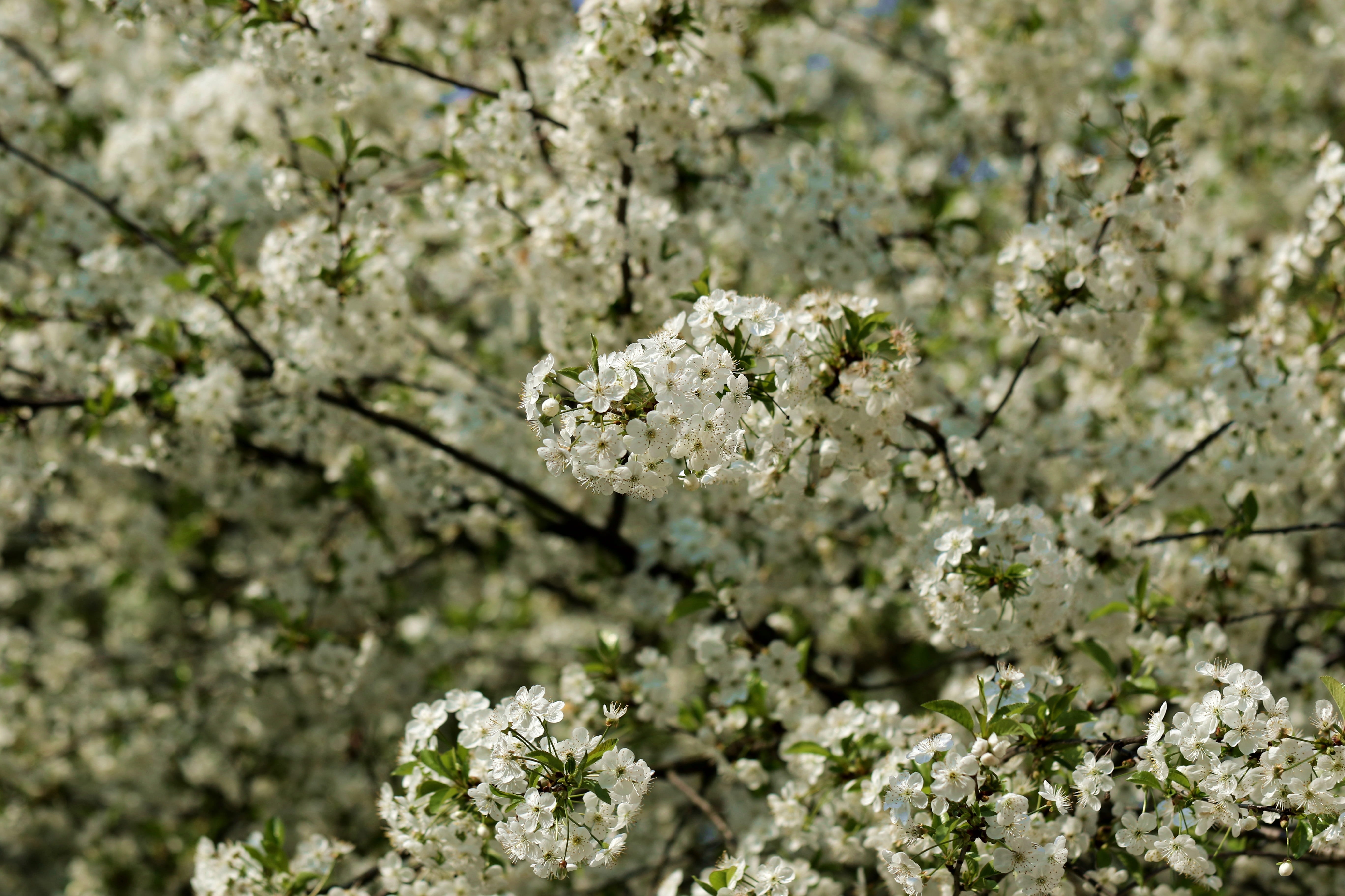 Cherry, Cherry, Cherry Blossom, Spring, cherry blossoms, tree