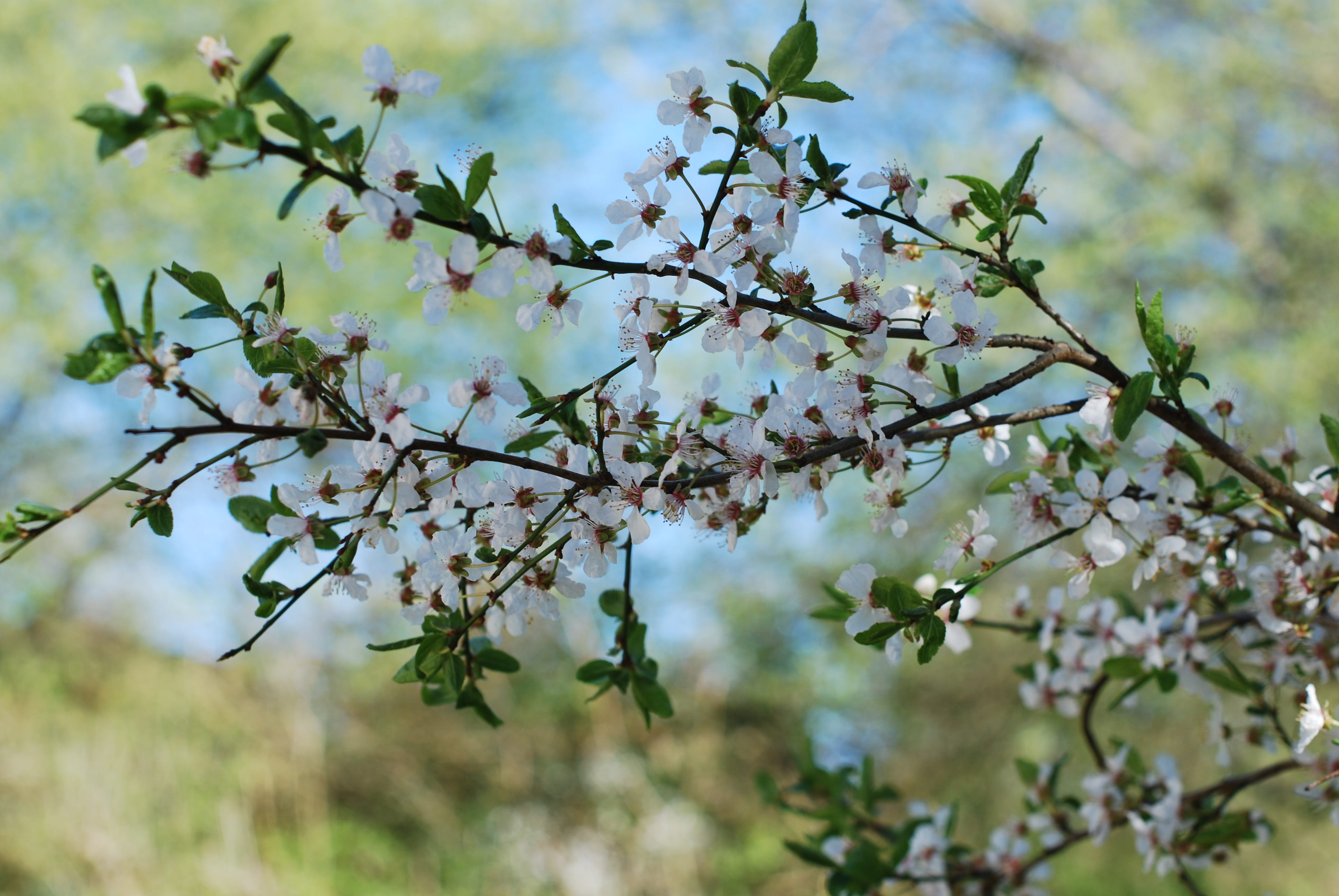 Flowers, Spring, Tree, Branch, spring flowers, blossom, springtime
