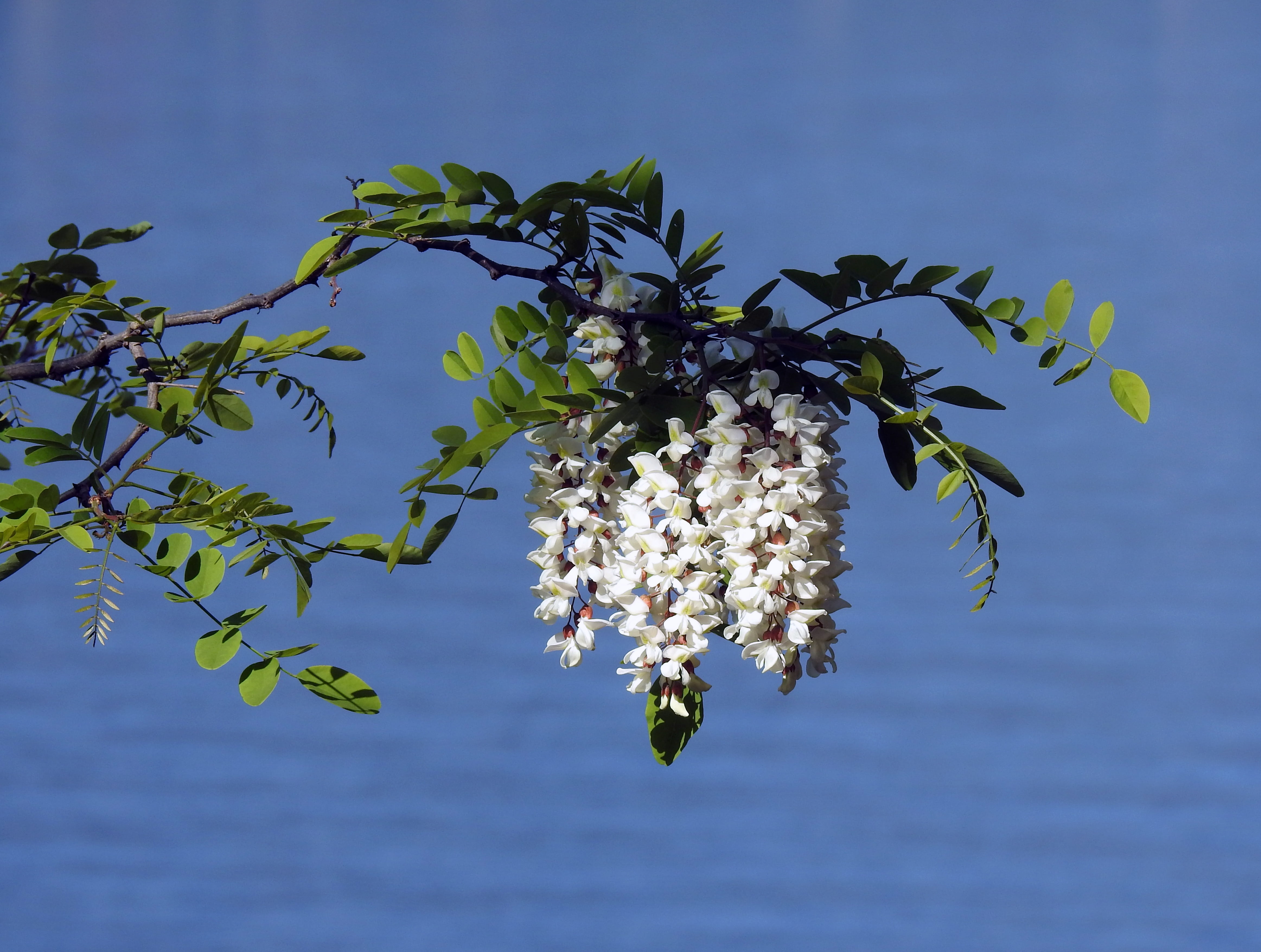 maggiociondolo, flower, spring, nature, tree, branch, leaf