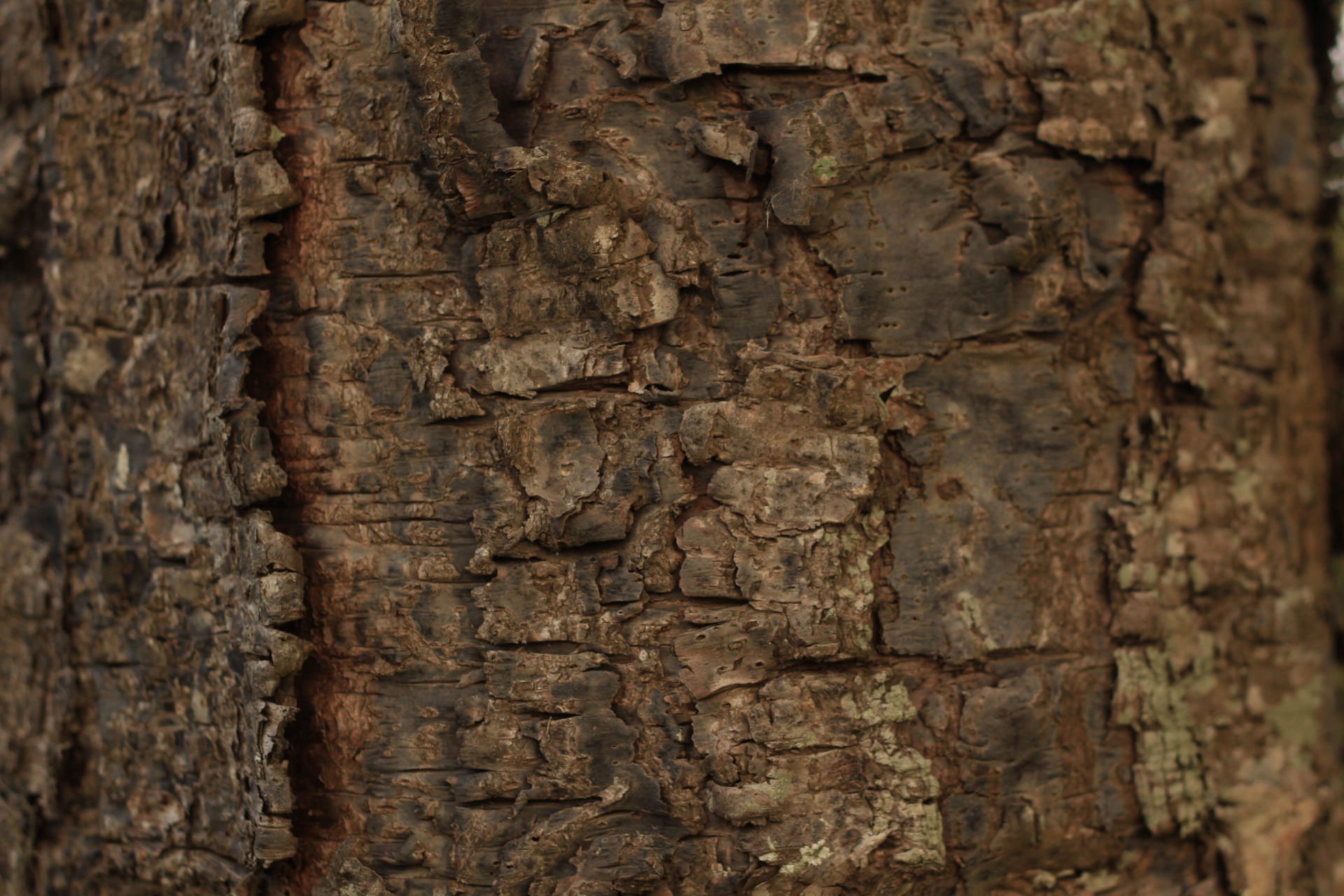 rough, old, súber, texture, default, tree, wood, surface, background