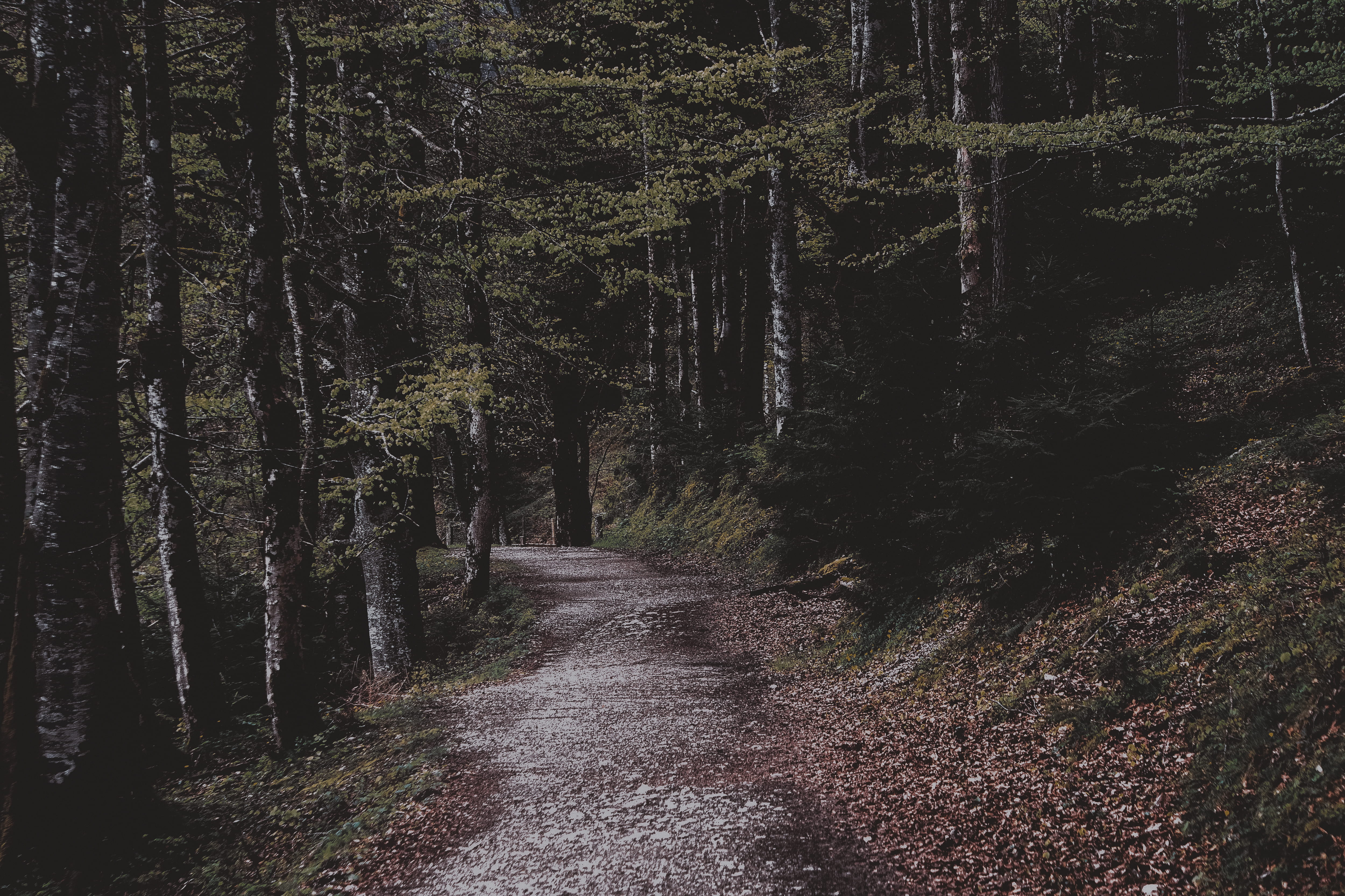 green leafed trees, forest during daytime, path, autumn, fall