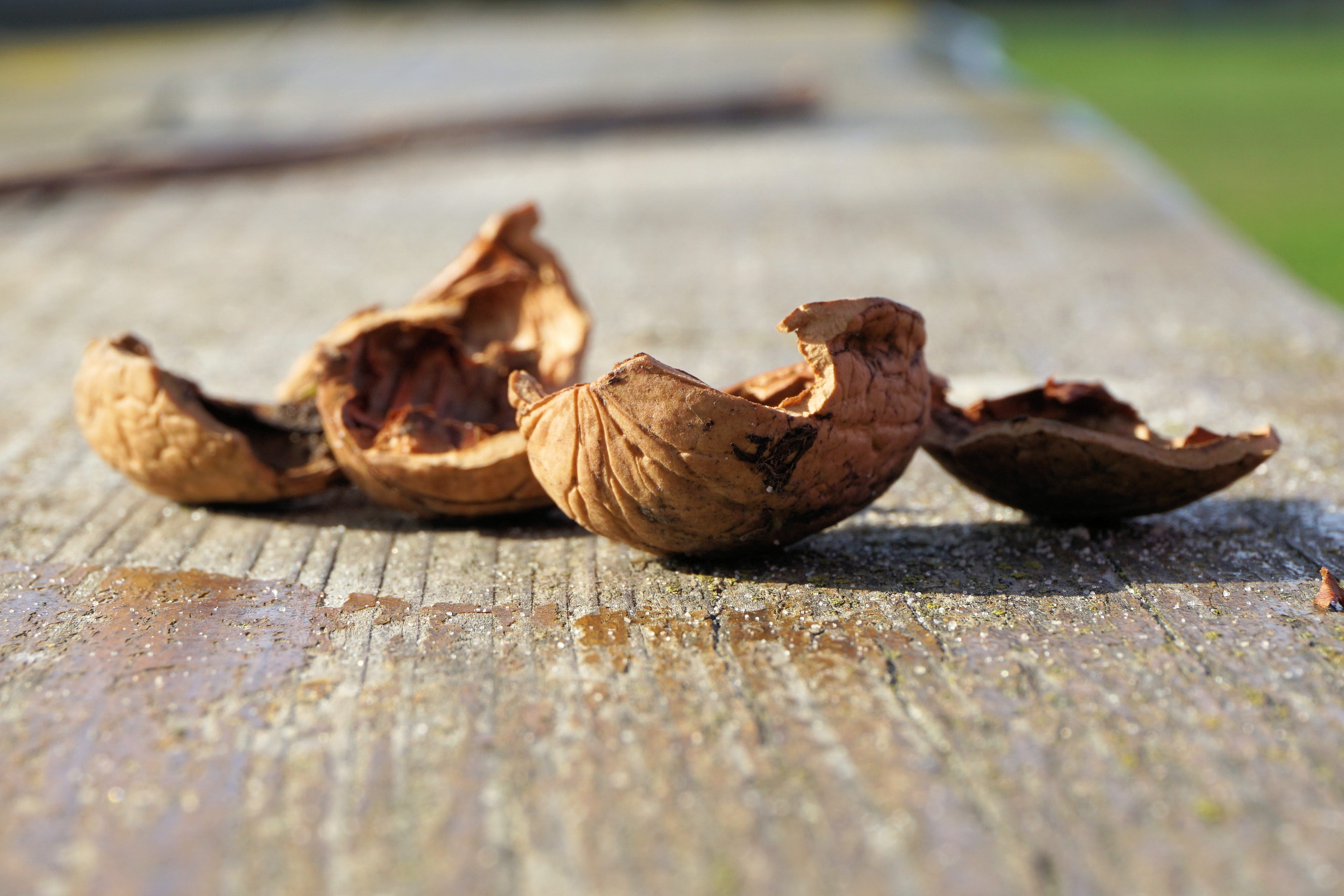 Nuts, Nutshells, Walnut, Nature, Brown, open, empty, selective focus