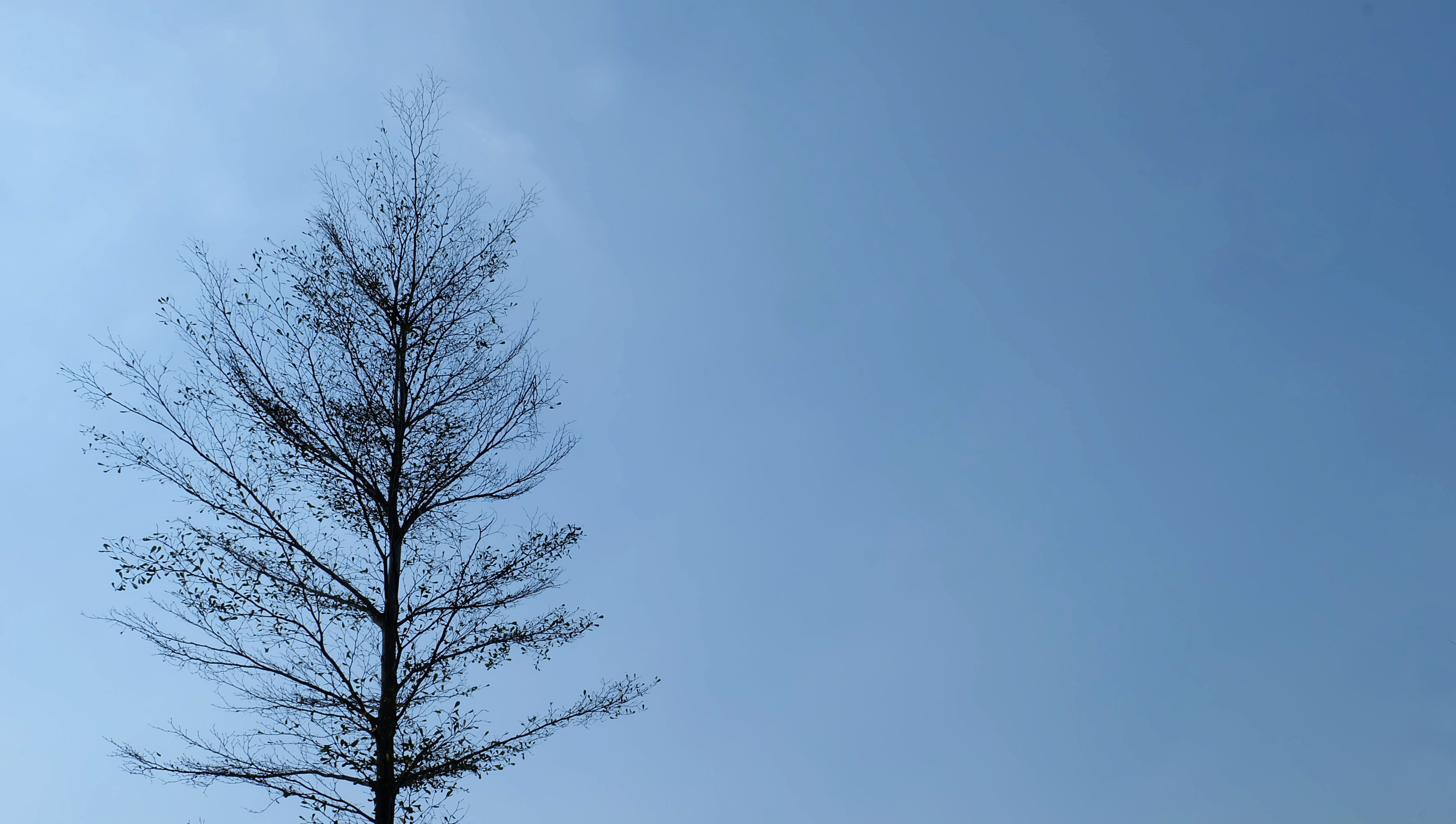winter, tree, a dry tree, sky, bare tree, plant, low angle view