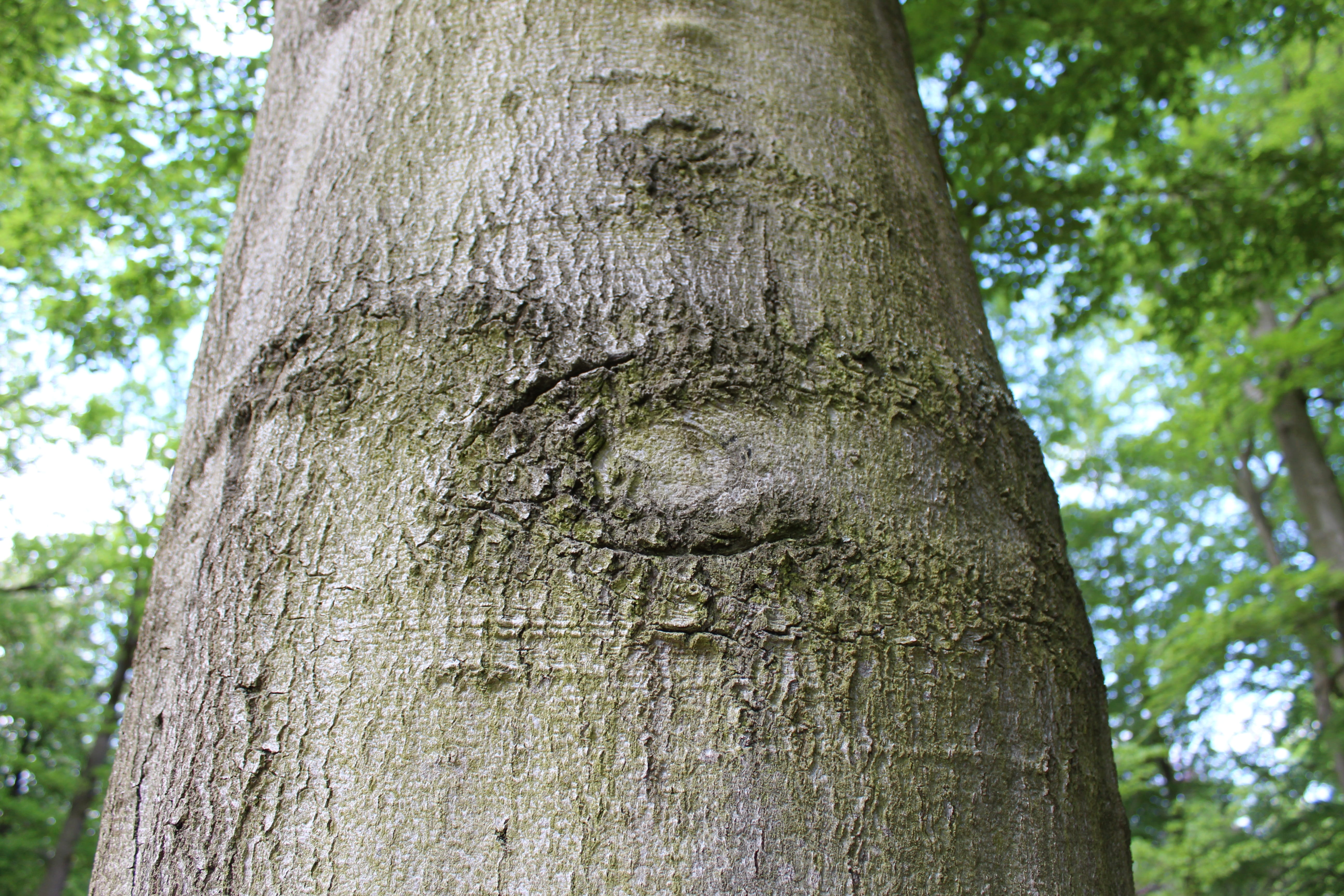 log, tree, forest, tree trunks, nature recording, tree eyes
