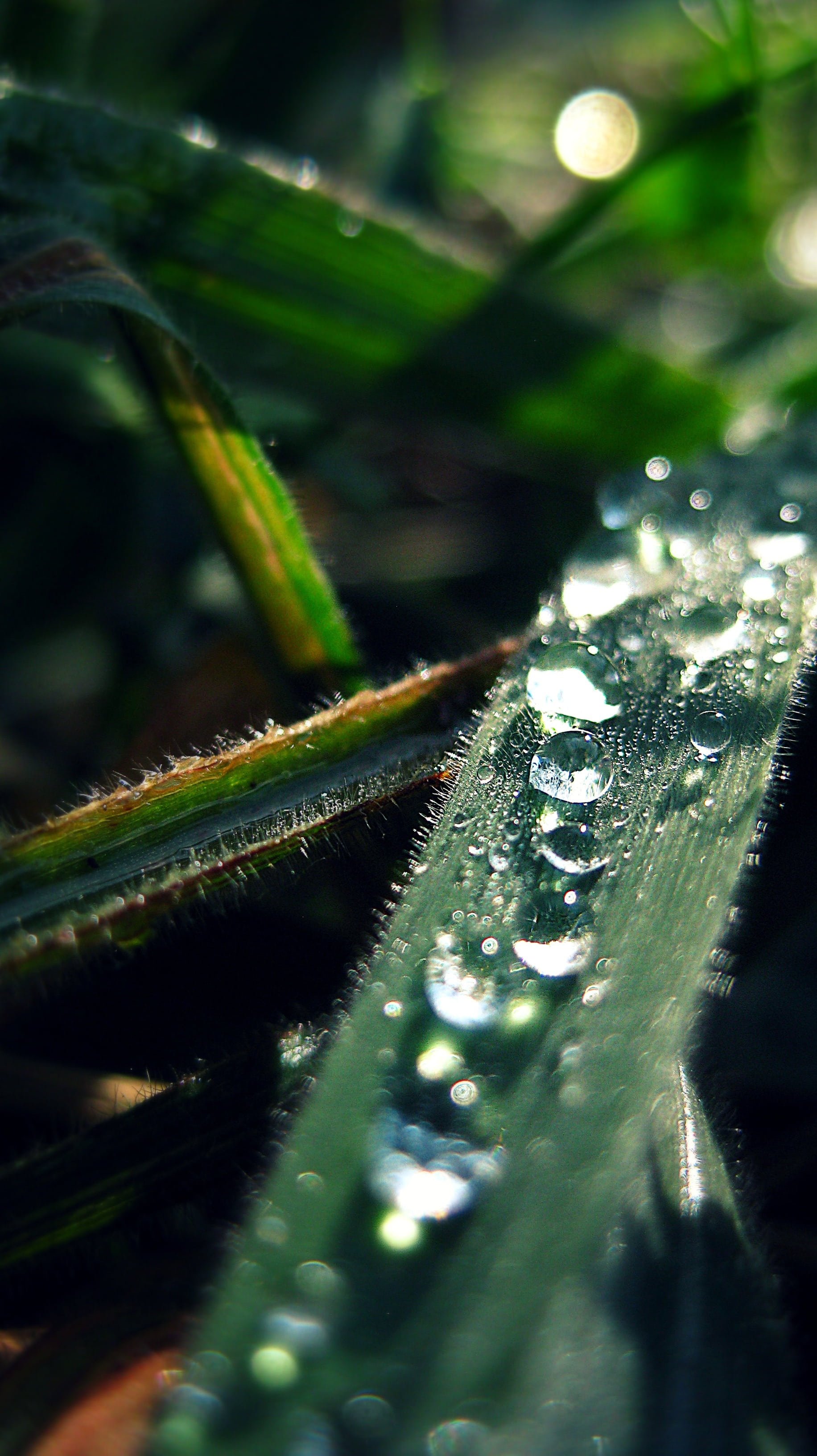 drop, leaf, bubbles, water, green, nature, selective focus