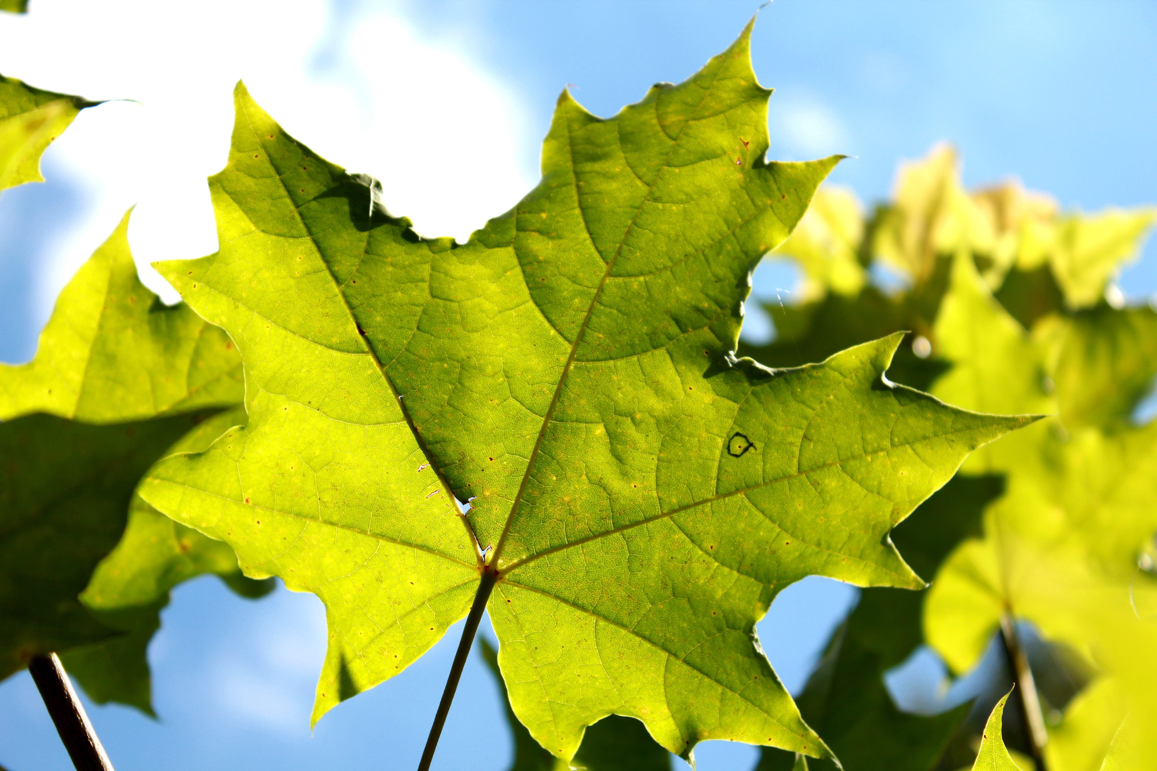maple, sheet, sky, maple leaf, summer, blue sky, cloud, green leaf