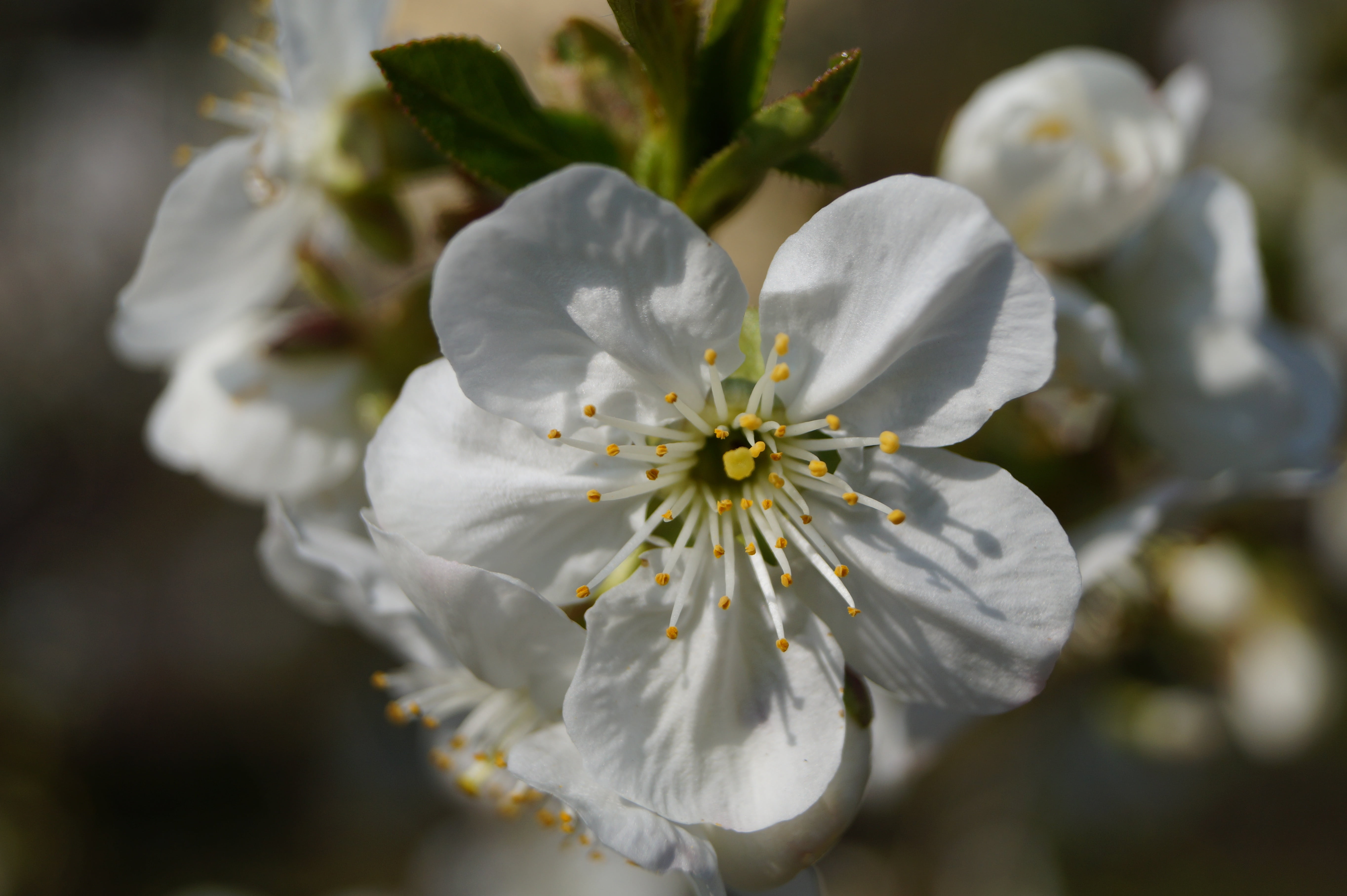 tree, green, white, spring, flower, blossom, cherry, close