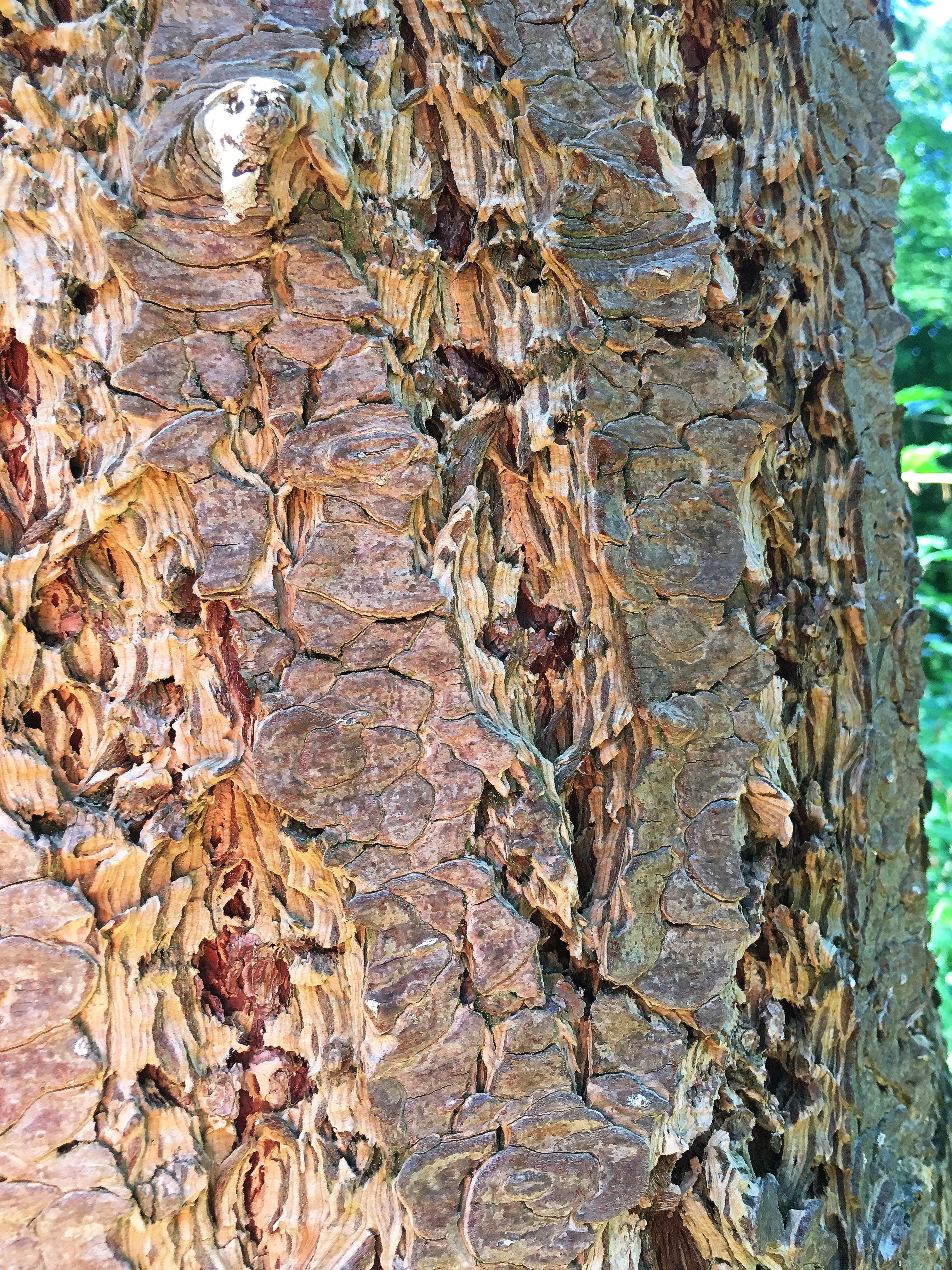 log, tree bark, close, colorful, structure, pattern, nature