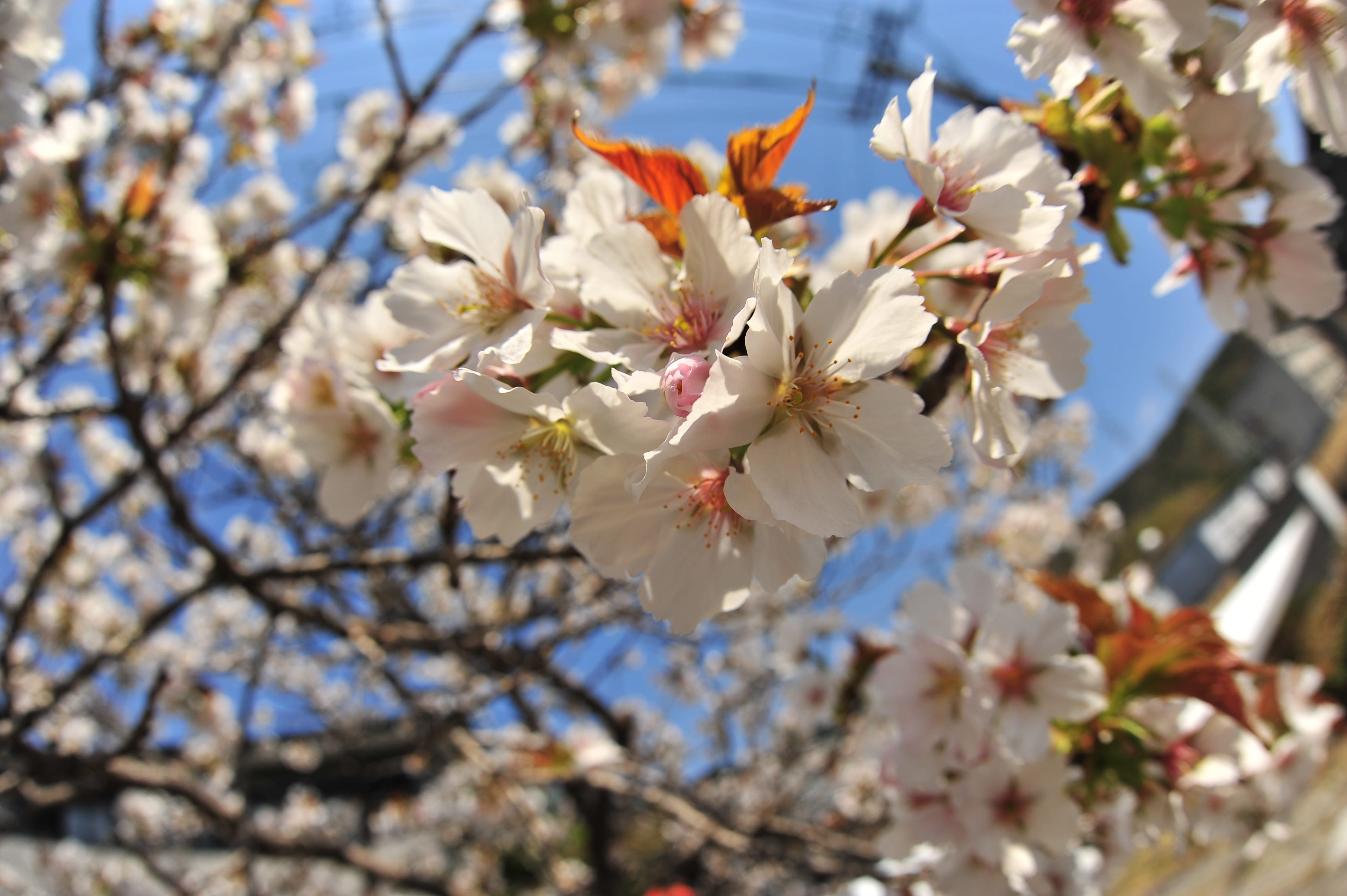 cherry, spring, sky, flowering plant, fragility, vulnerability