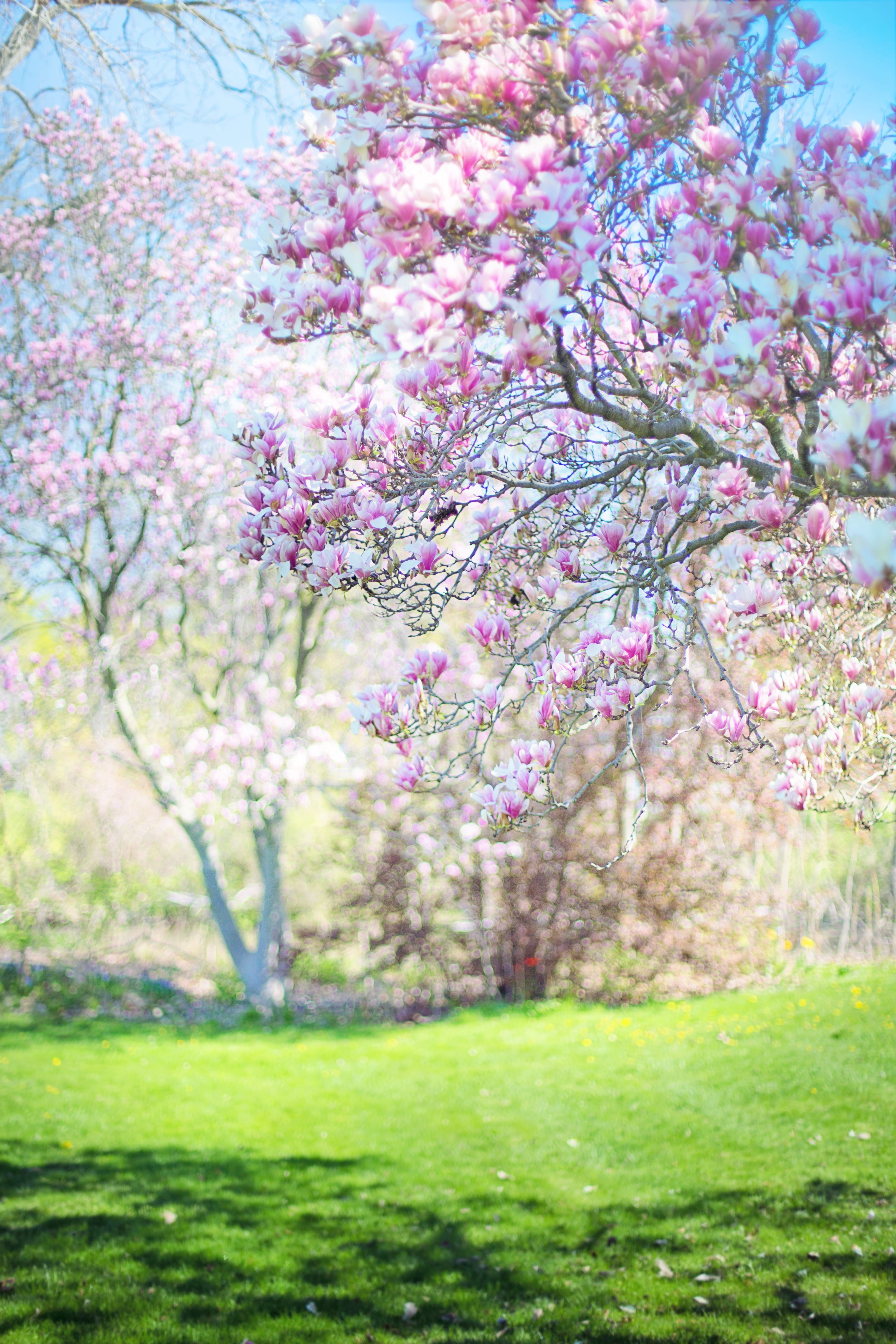 magnolias, pink, background, flowers, blooms, spring, blossoms