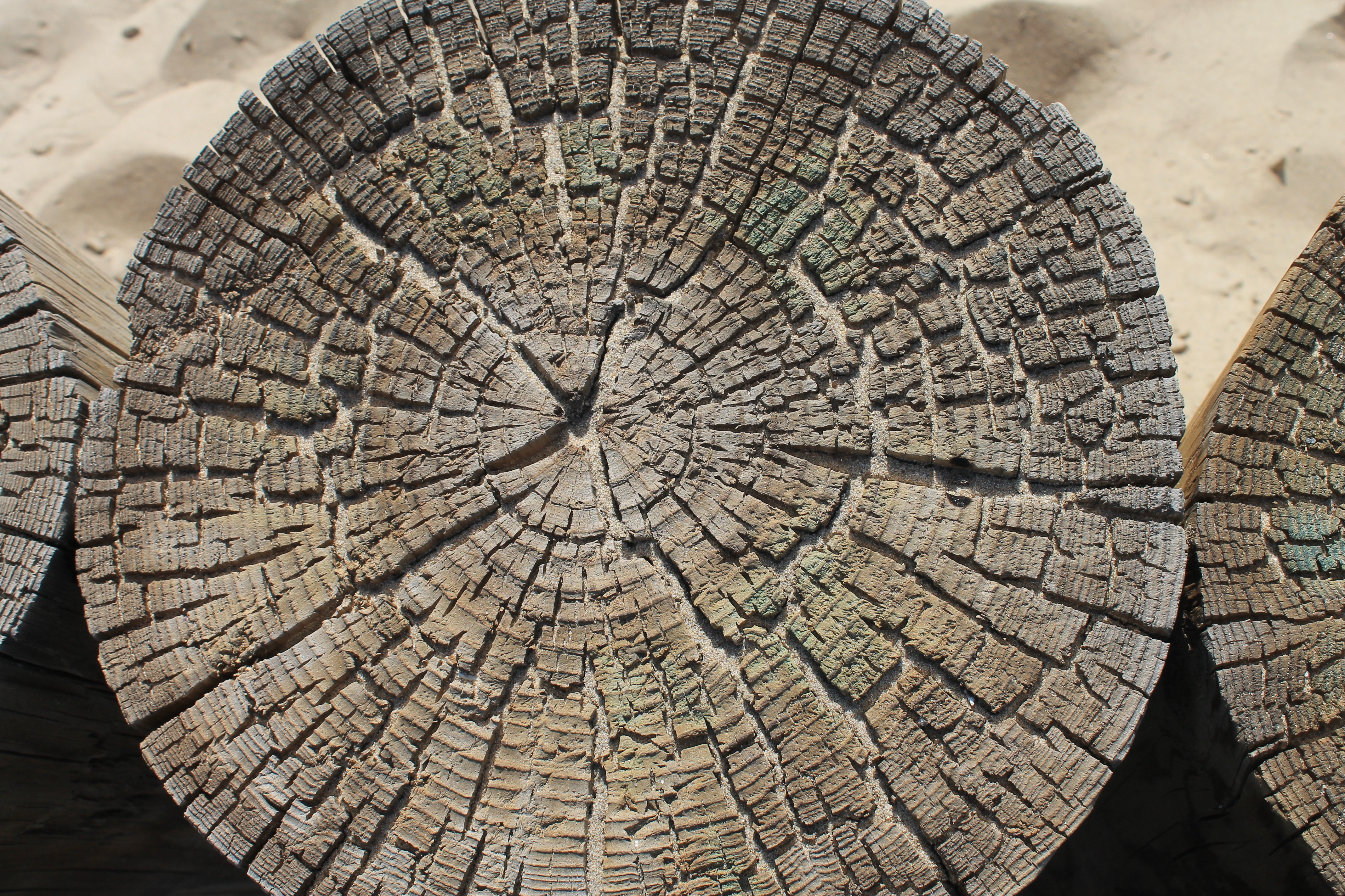 tree, structure, texture, beach, design, nature, pattern, timber