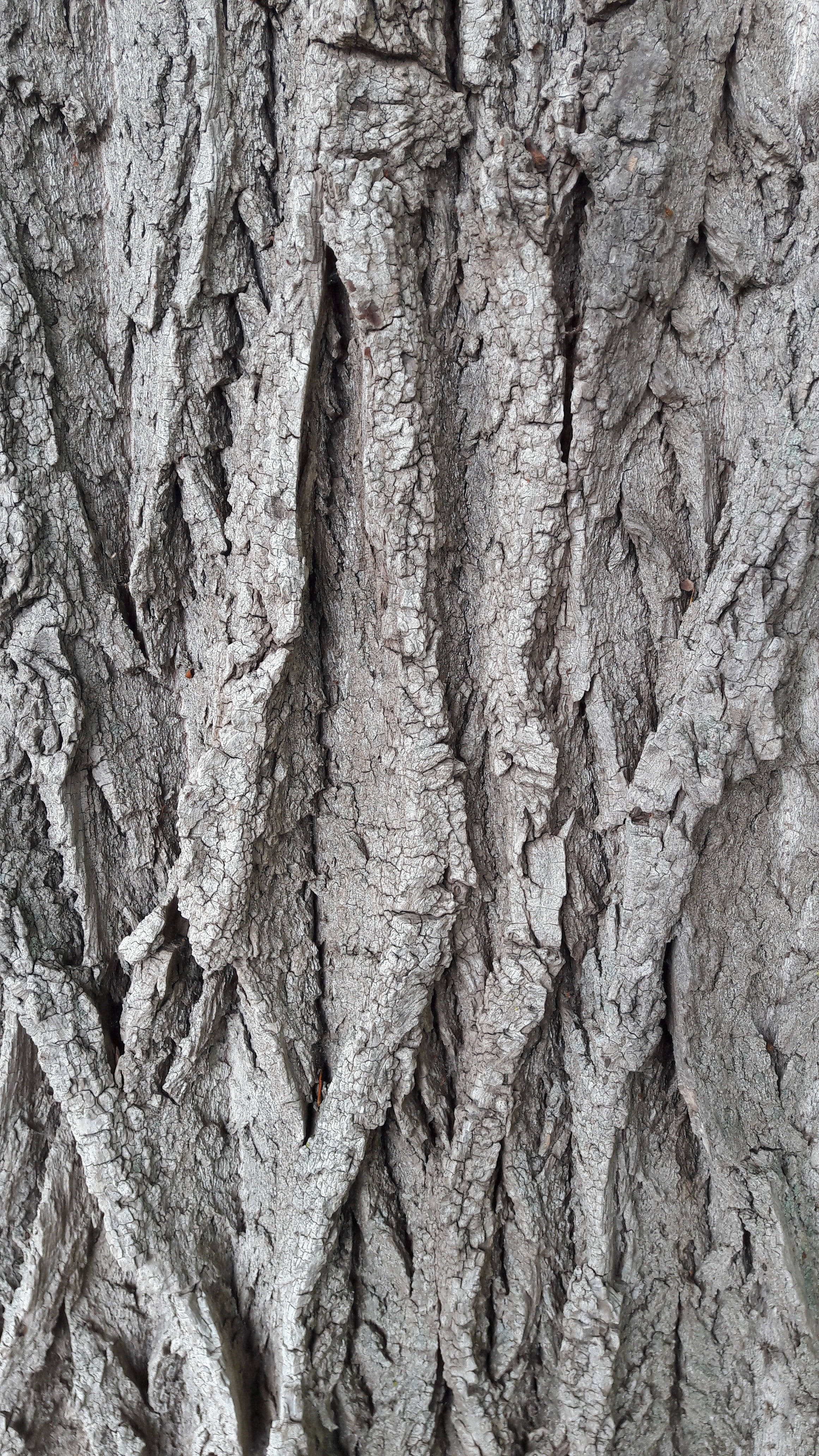 bark, tree, log, structure, nature, forest, pattern, background